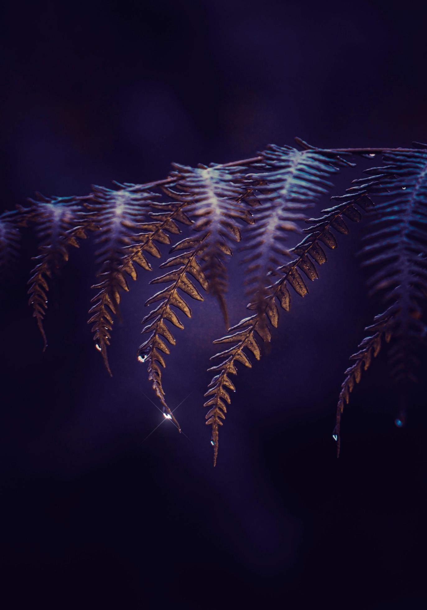 Blue fern leaf in the nature Stock Free