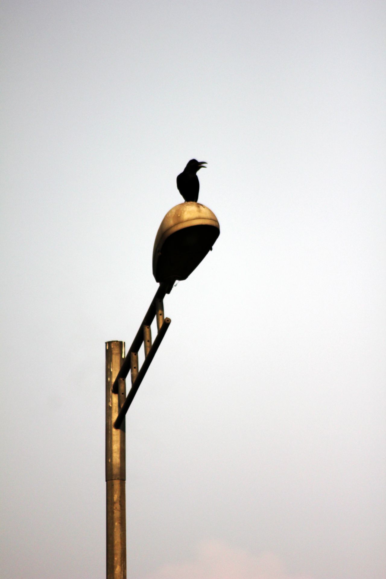 Crow On Street Lights Stock Free