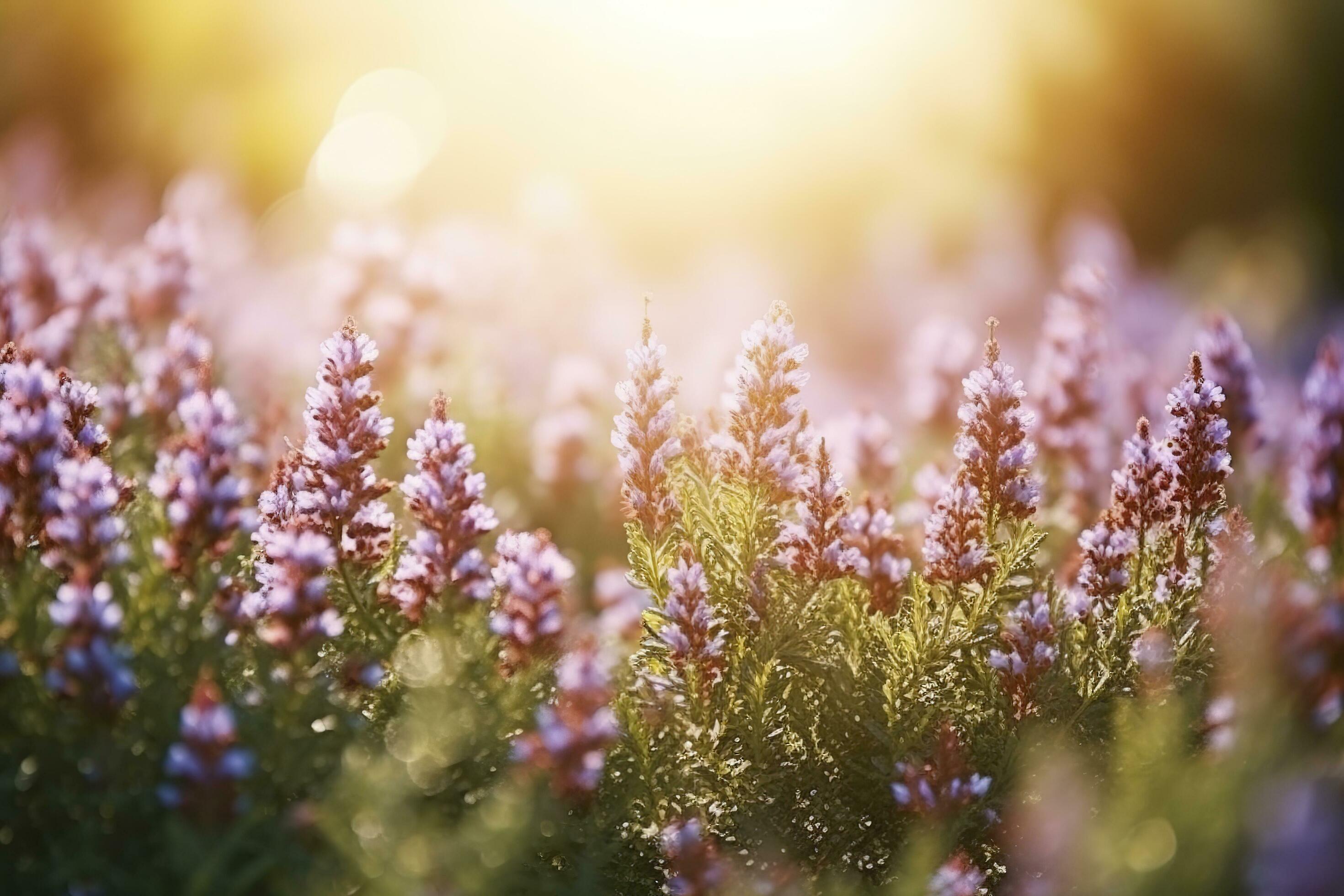 Erica Flower Field, Summer Season, Bokeh Effect , generate ai Stock Free