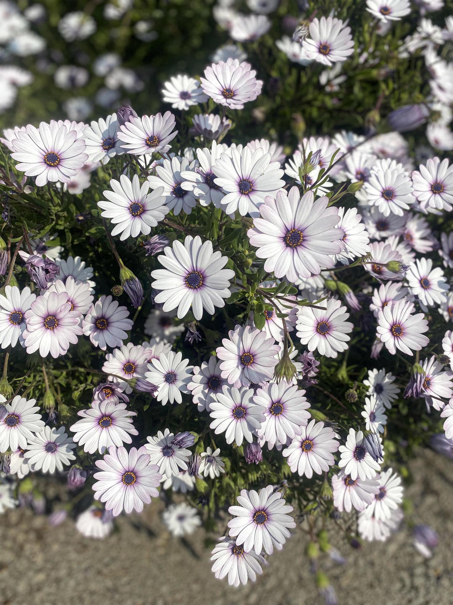 White flowerbed flowers Stock Free