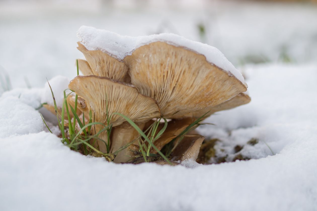 Mushrooms covered in snow Stock Free