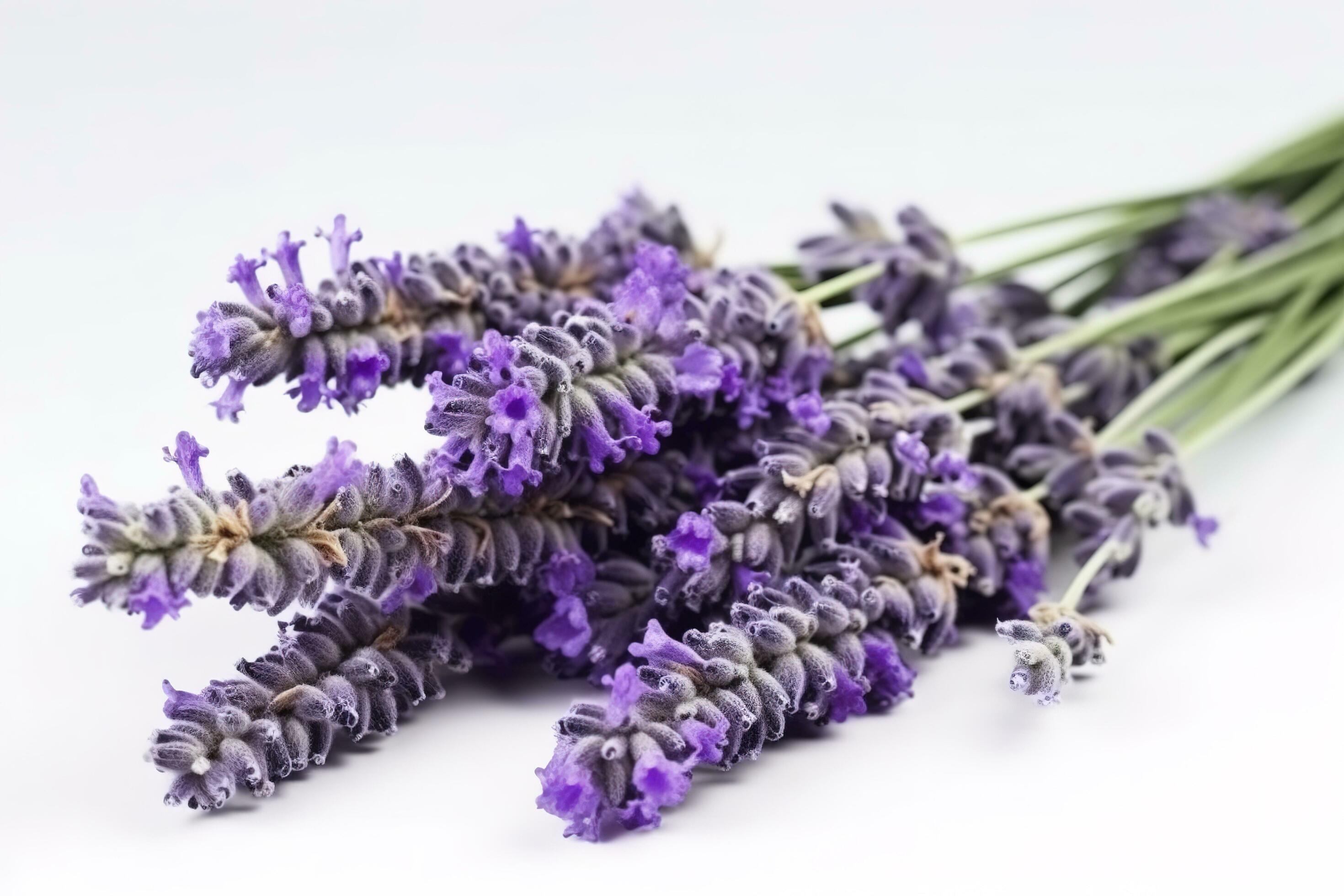 Beautiful lavender flowers on white background, generate ai Stock Free