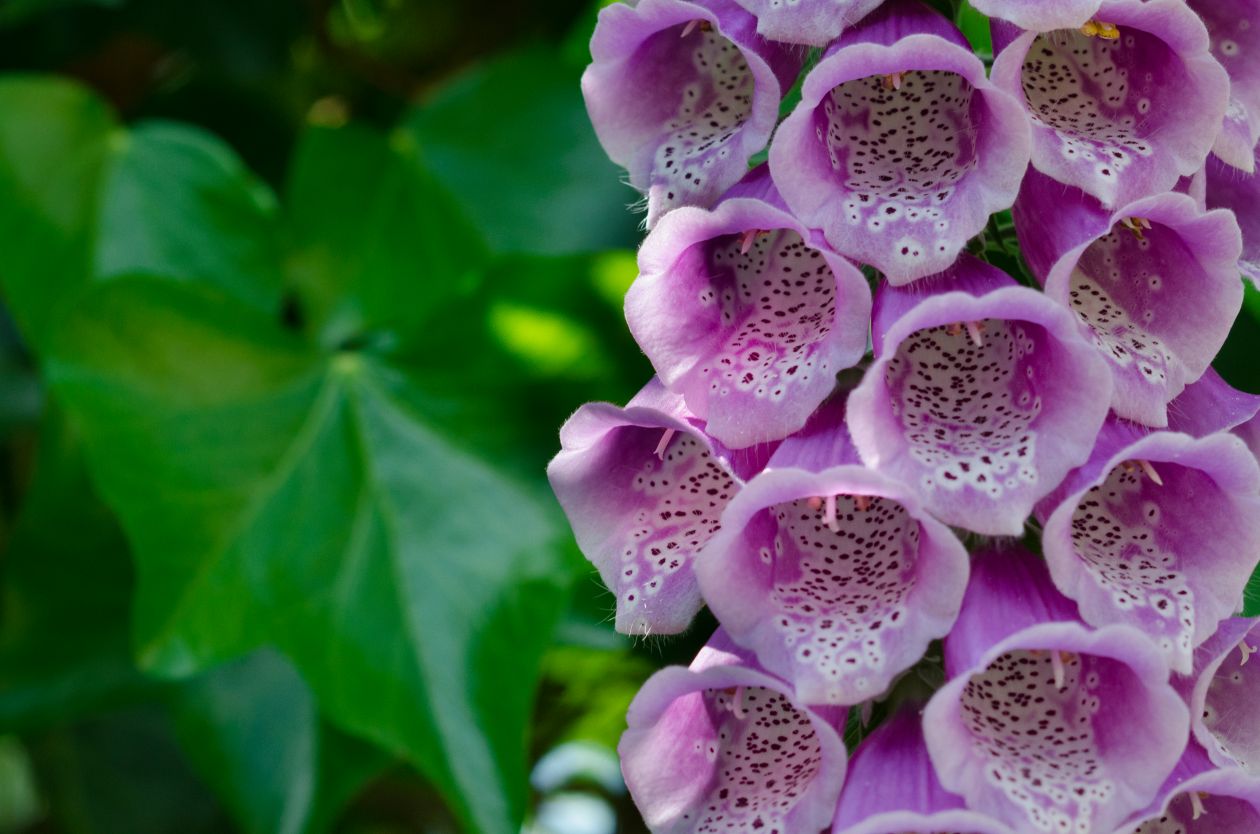 Purple flowers in the garden Stock Free