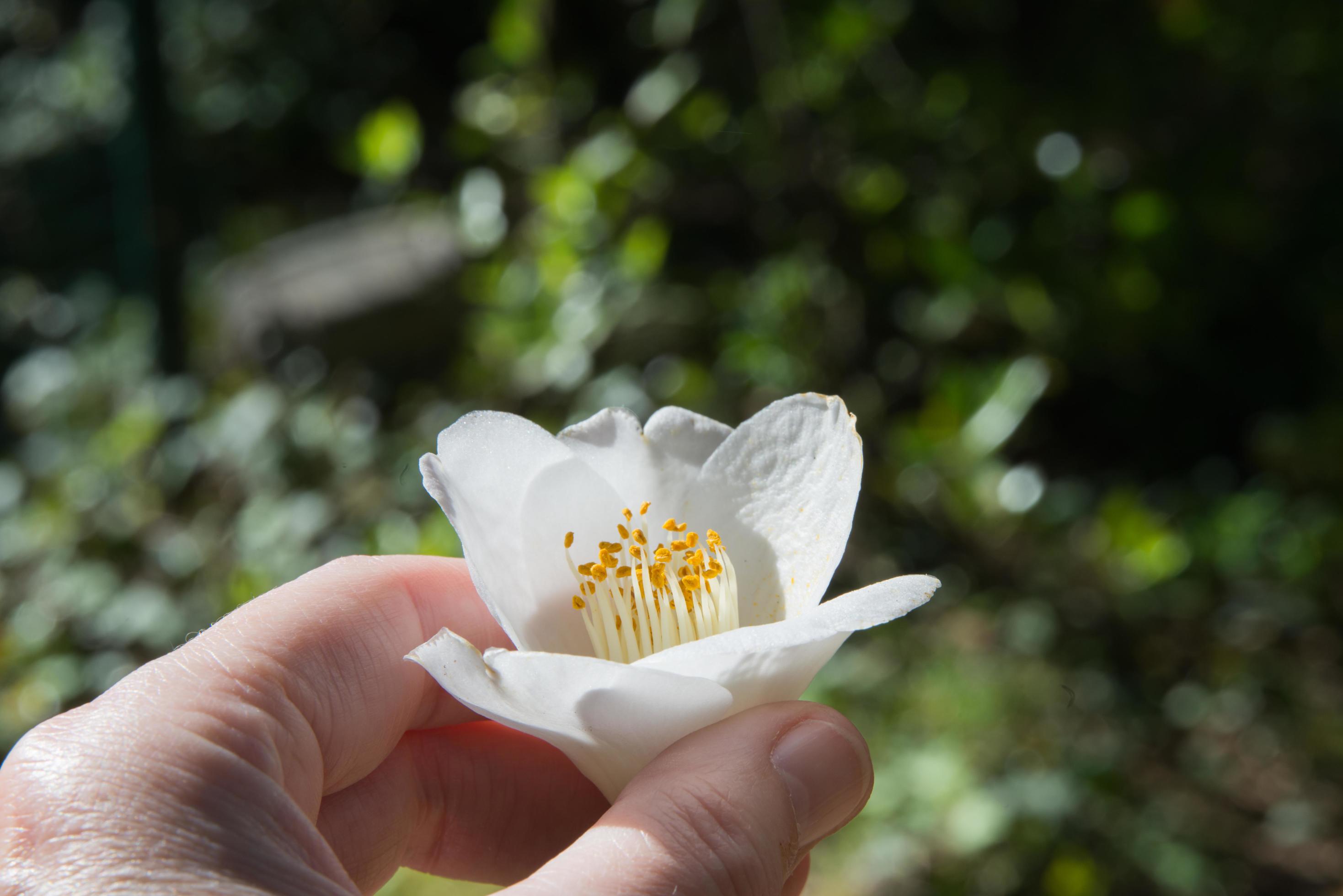 Close up of a woman hand holding a white flower with orage filaments Stock Free