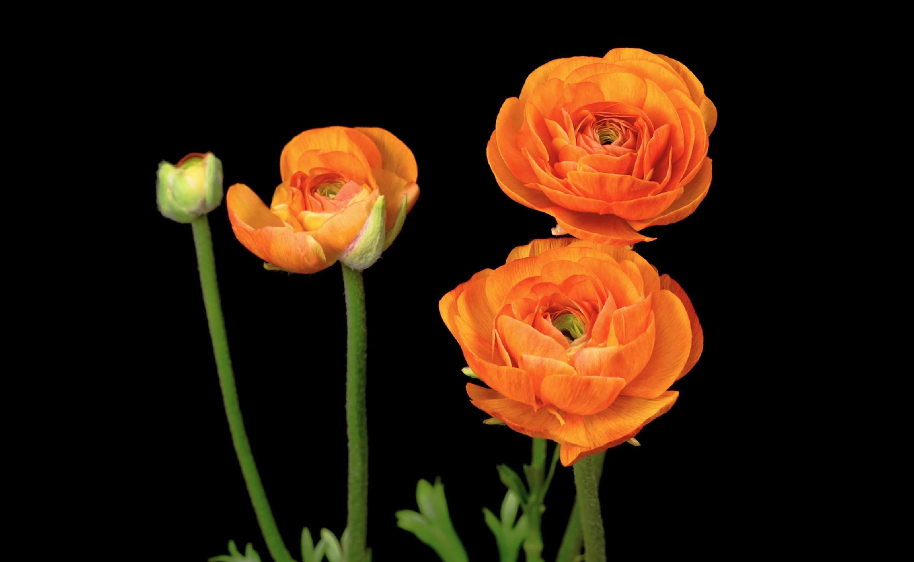 Beautiful orange flower dark background closeup shot Stock Free