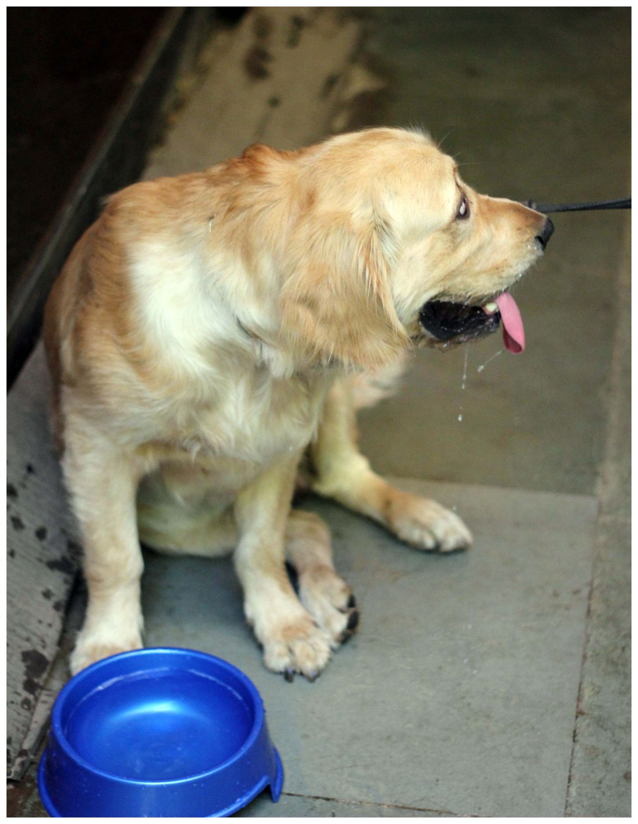 Dog Drinking Water Stock Free