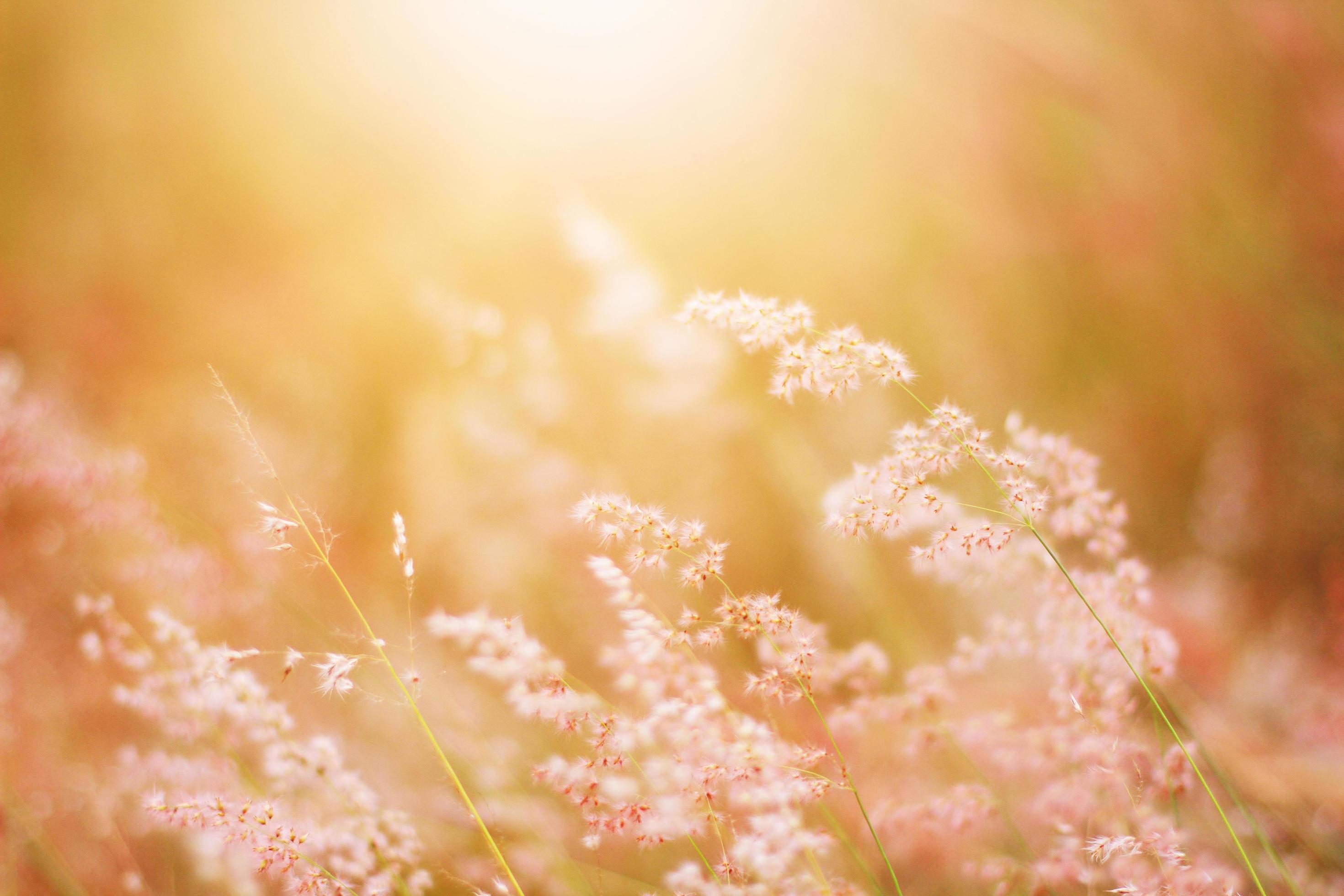 Soft Focus Beautiful grass flowers in natural sunlight Background Stock Free