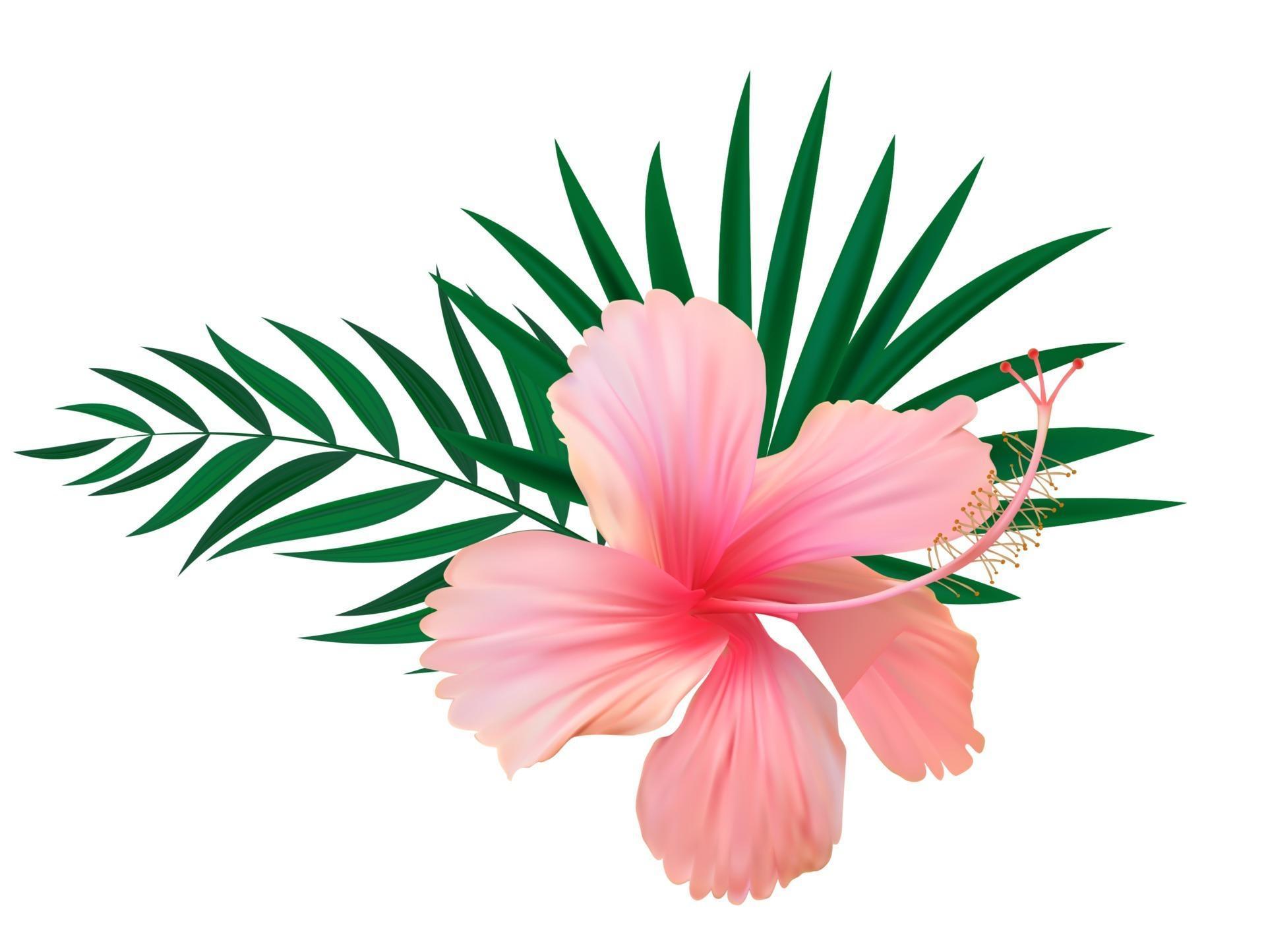 Red hibiscus flower with palm leaves isolated on white background Stock Free