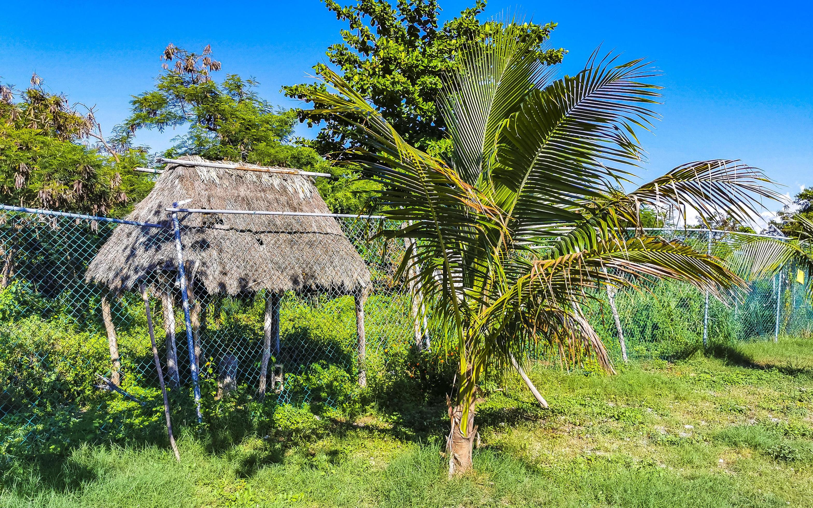 Entrance path of tropical beach between natural huts in Mexico. Stock Free