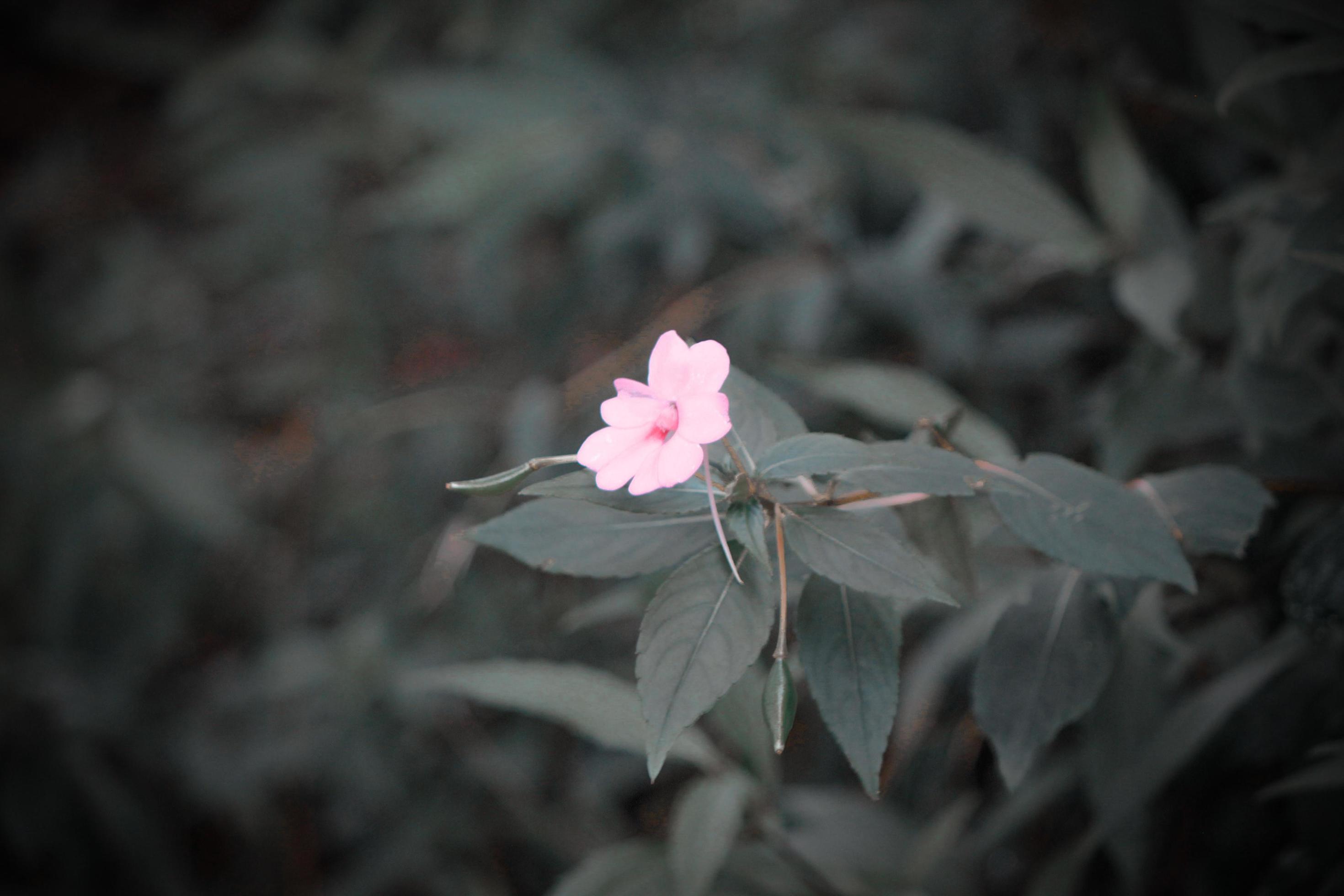 Photo of purple flowers during the day Stock Free