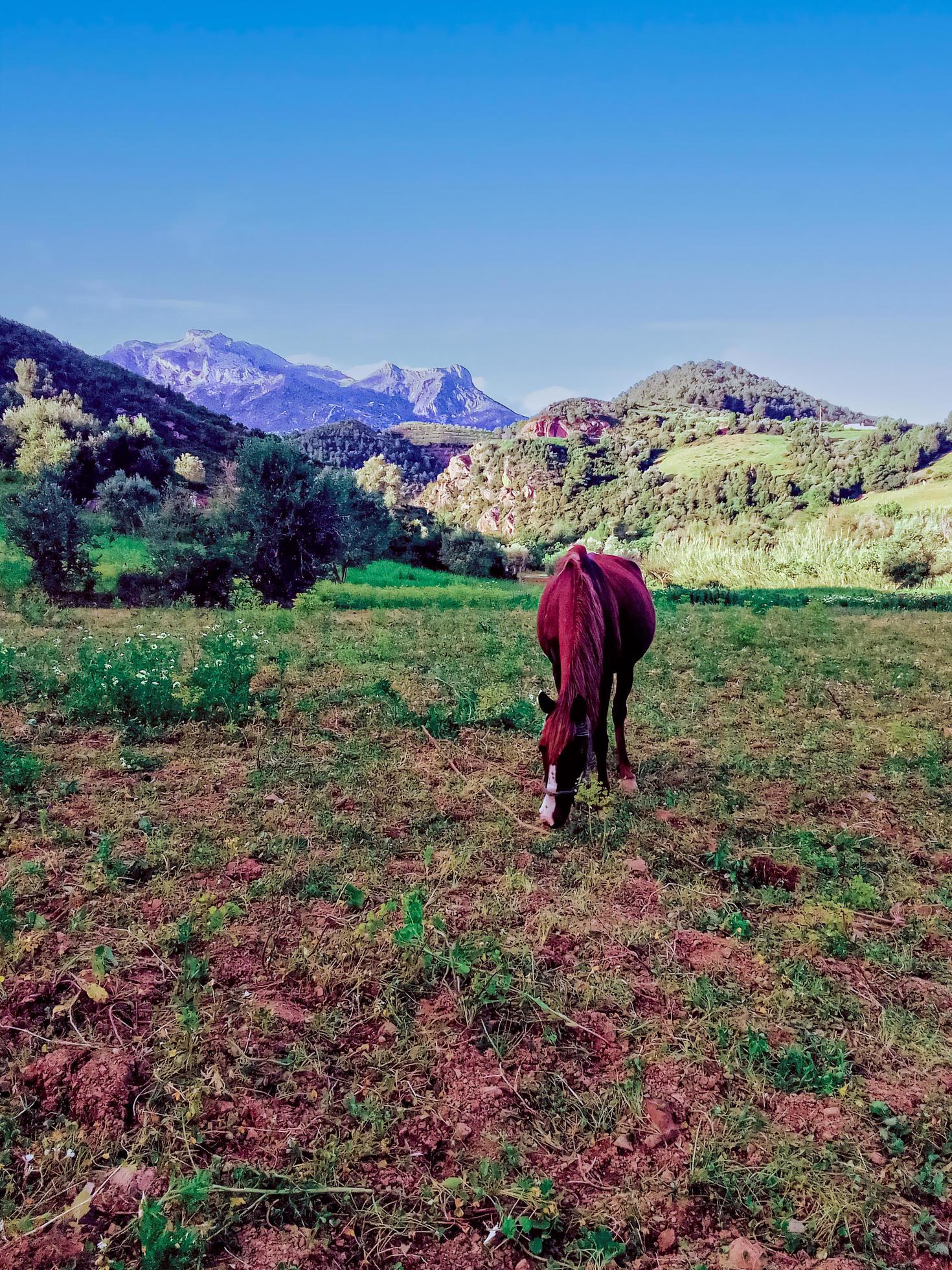 Observing the majestic horse grazing at the summit of a mountain a journey into the heart of nature tranquil beauty Stock Free