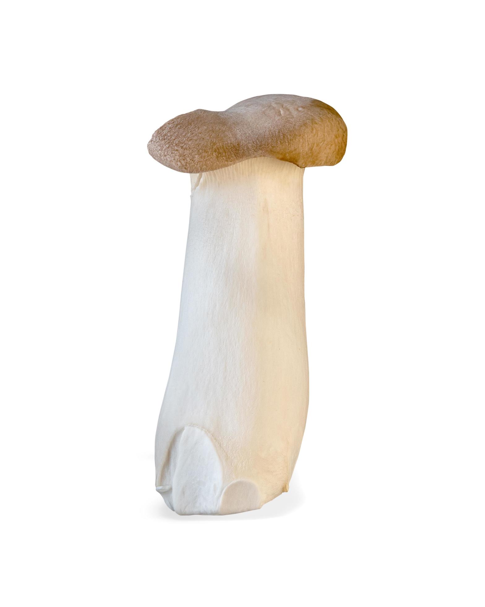 King trumpet mushroom isolated on white background. Healthy plant based food diet lifestyle. Stock Free