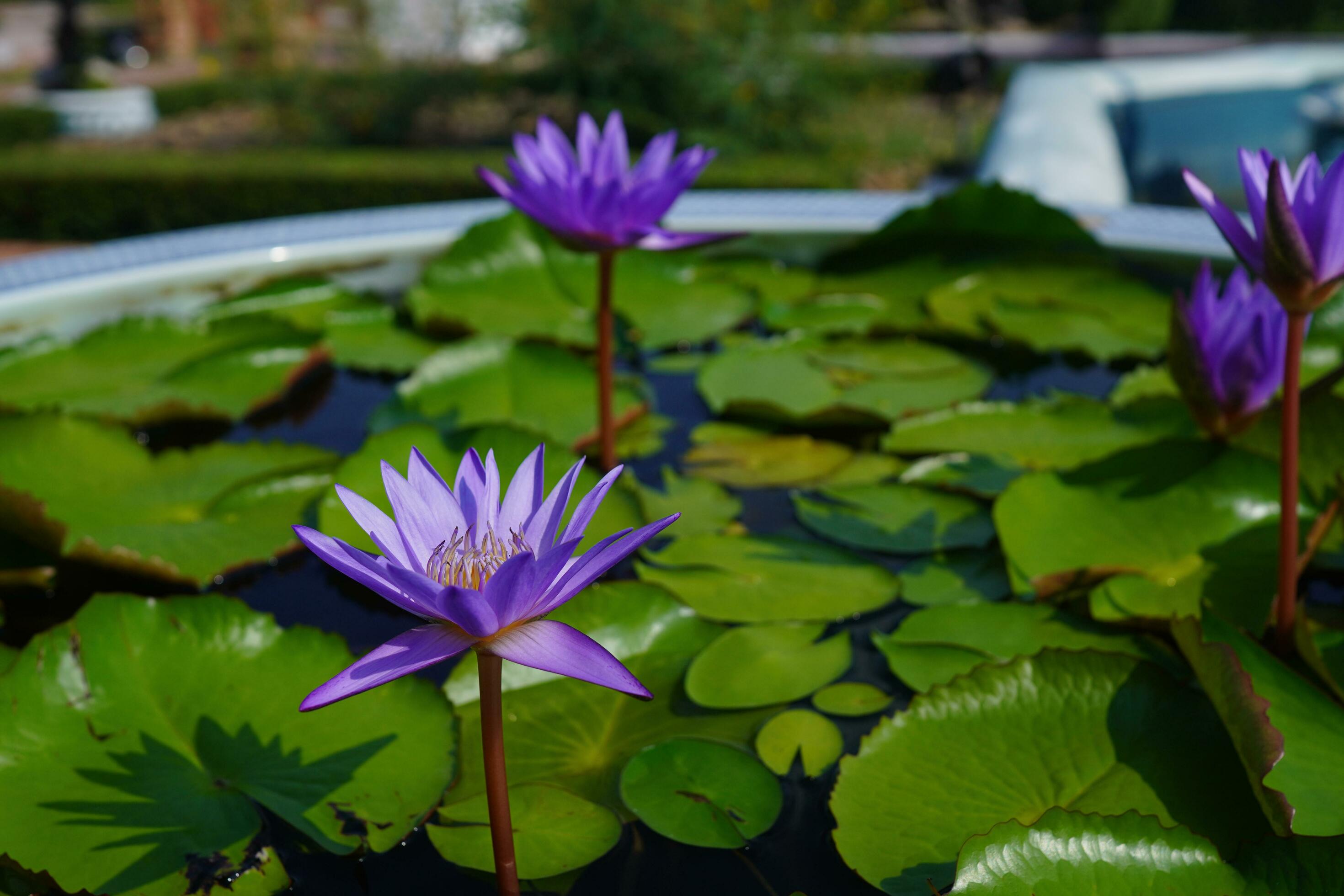 lotus flower bloom violet Stock Free