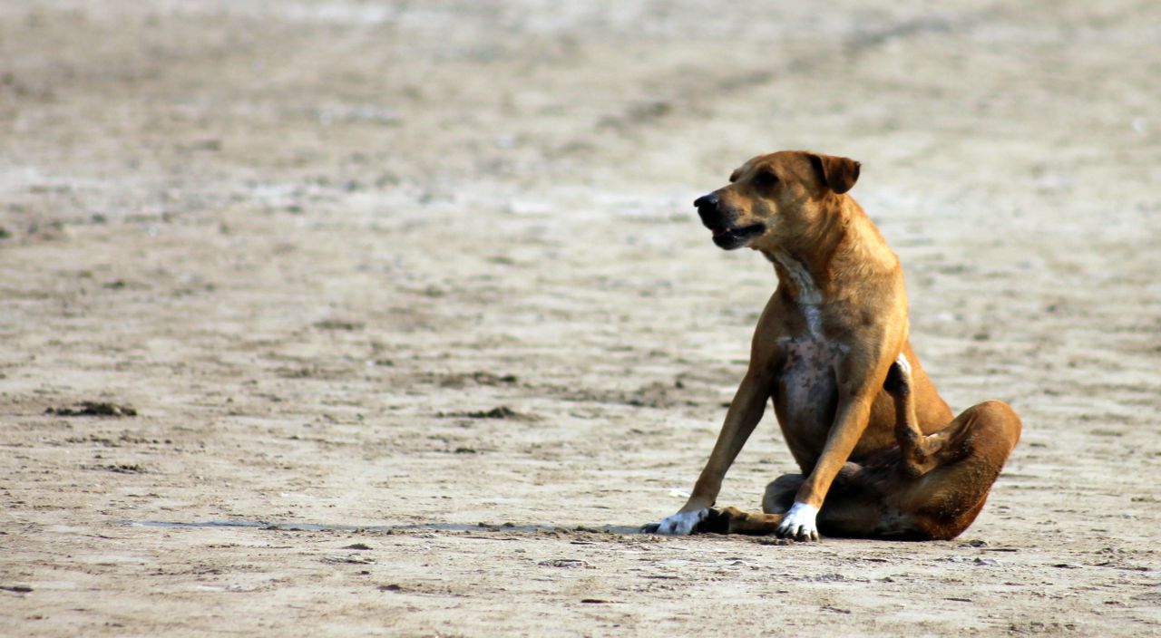 Street Dog Scratching Stock Free