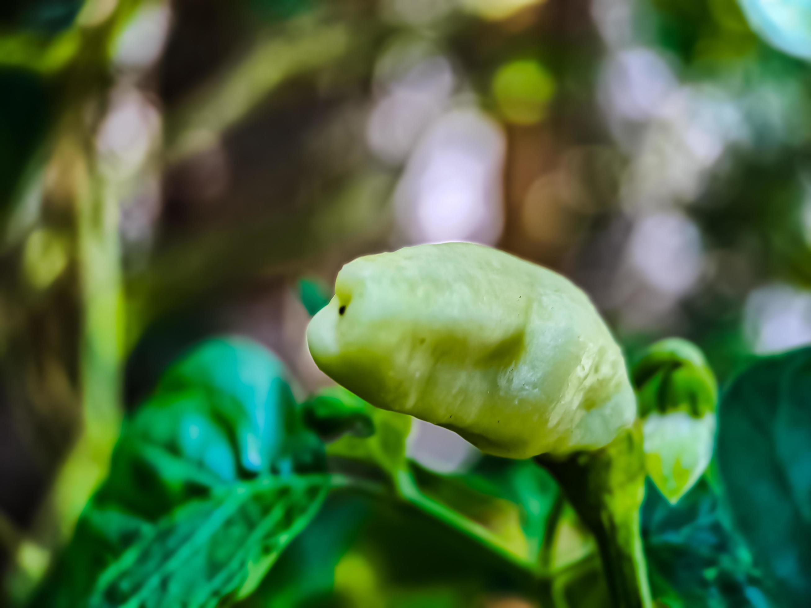 Little red cayenne pepper on organic garden farm. plants that are food and plants Stock Free