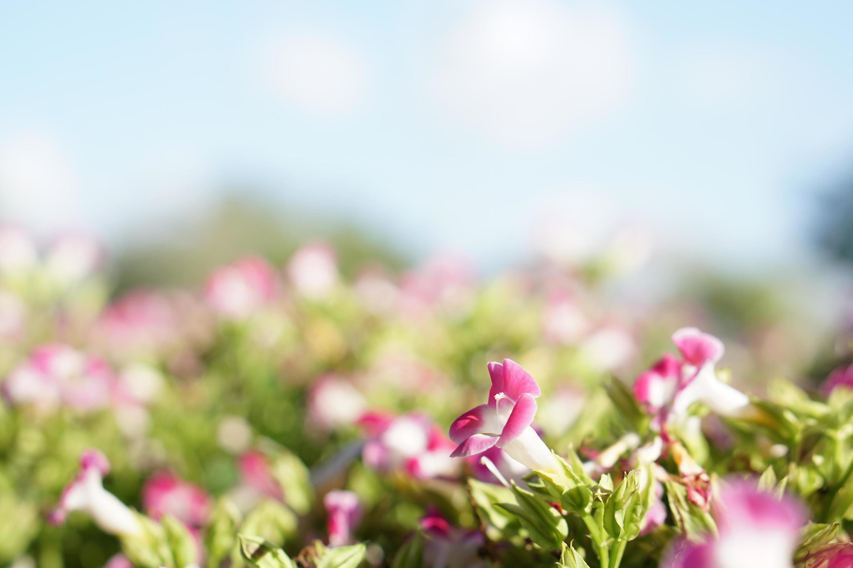 Closeup and crop beautiful flowers with bright morning sun lights on blurred background. Stock Free