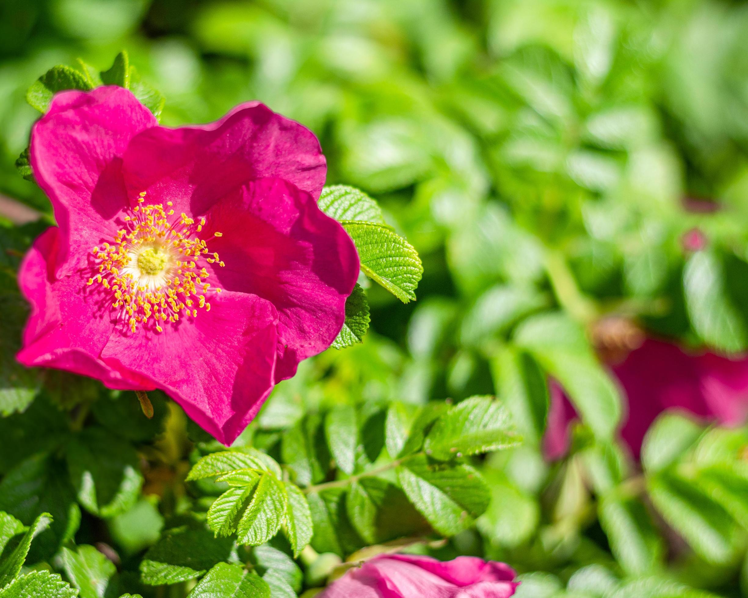 Dog rose Rosa canina pink flowers in bloom on branches, beautiful wild flowering shrub, green leaves. Stock Free