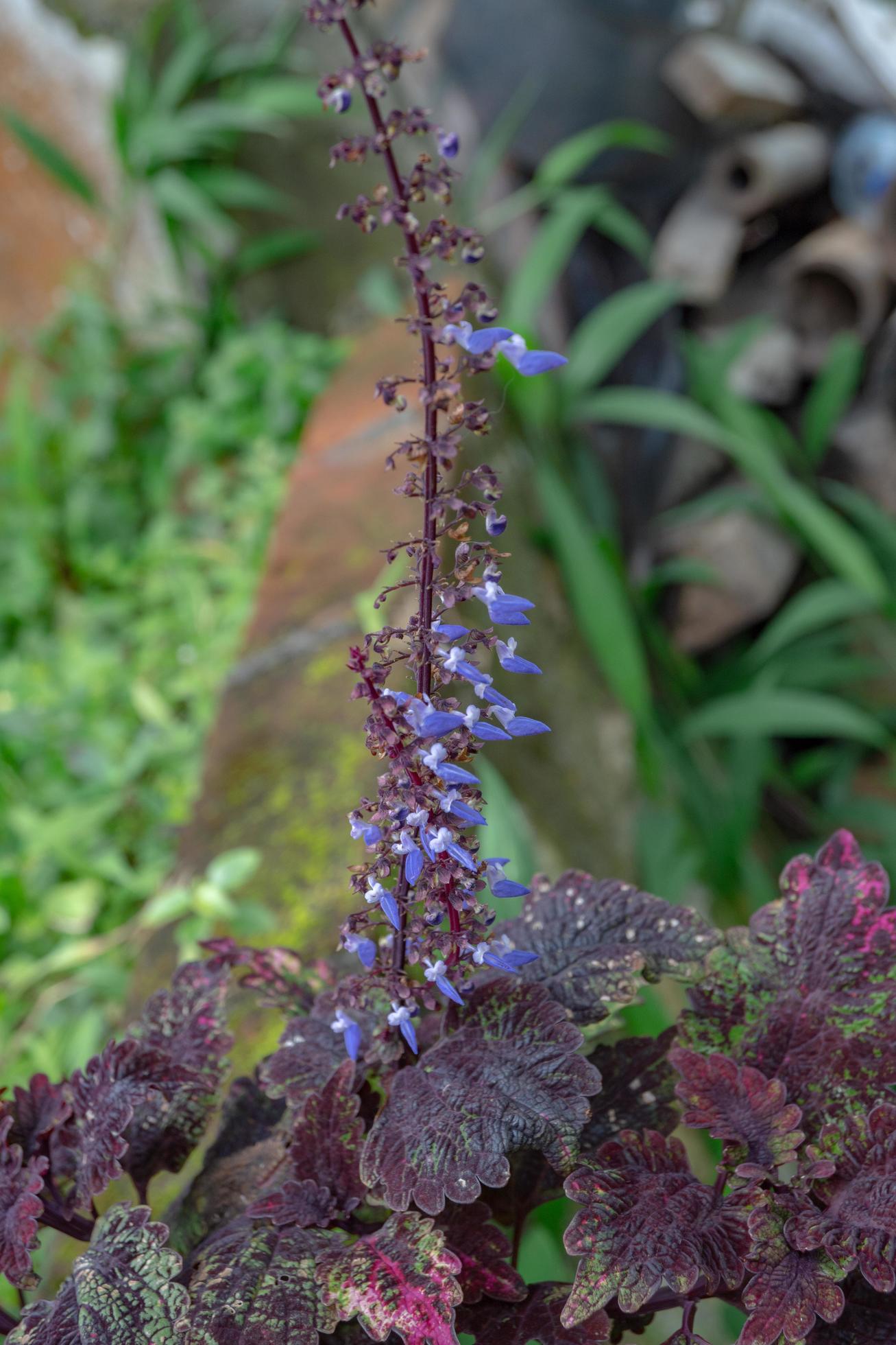 Little purple flower blossom when springtime. The photo is suitable to use for flower background, traveler poster and botanical content media. Stock Free