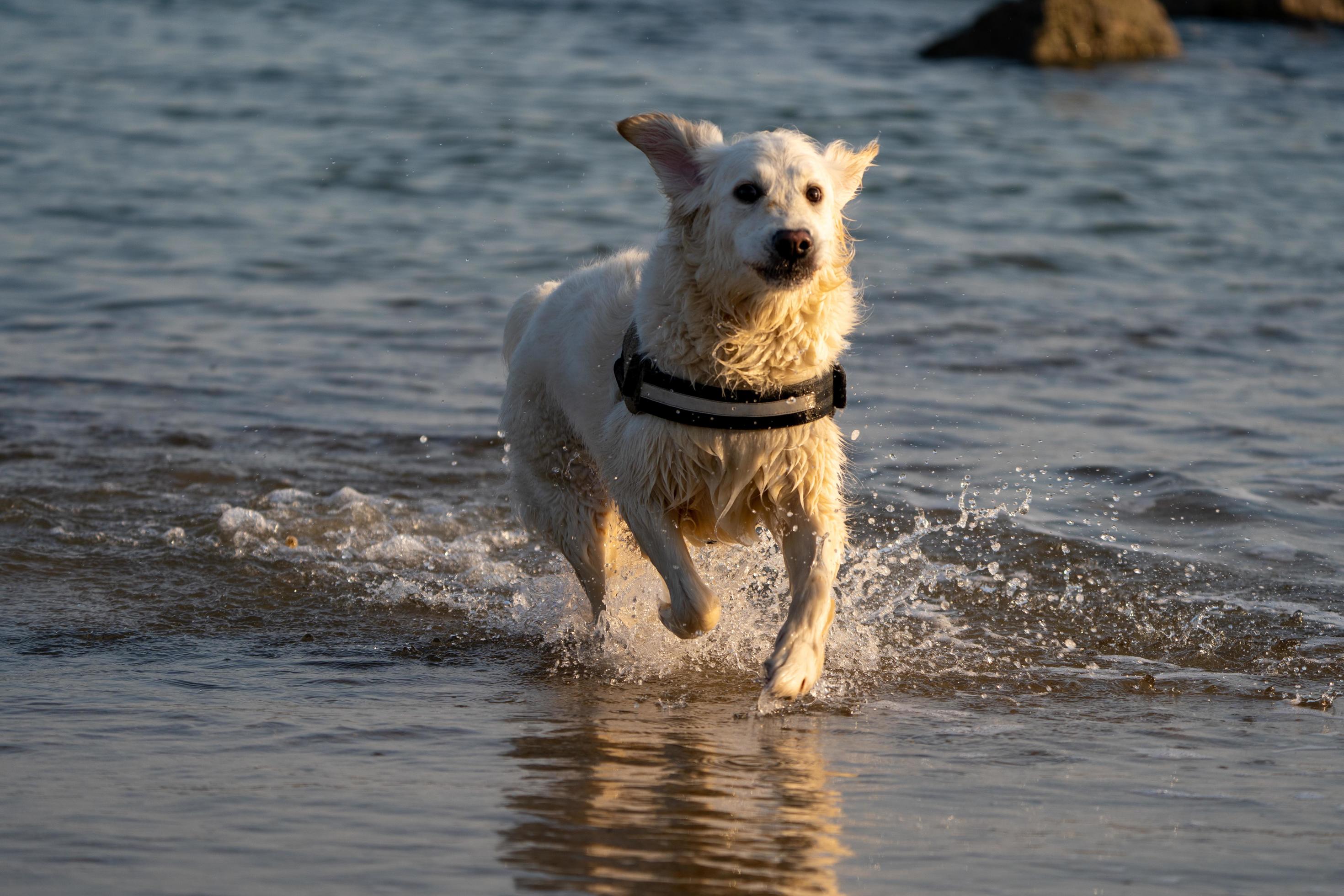 Golden Retriever running through the sea at low tide Stock Free