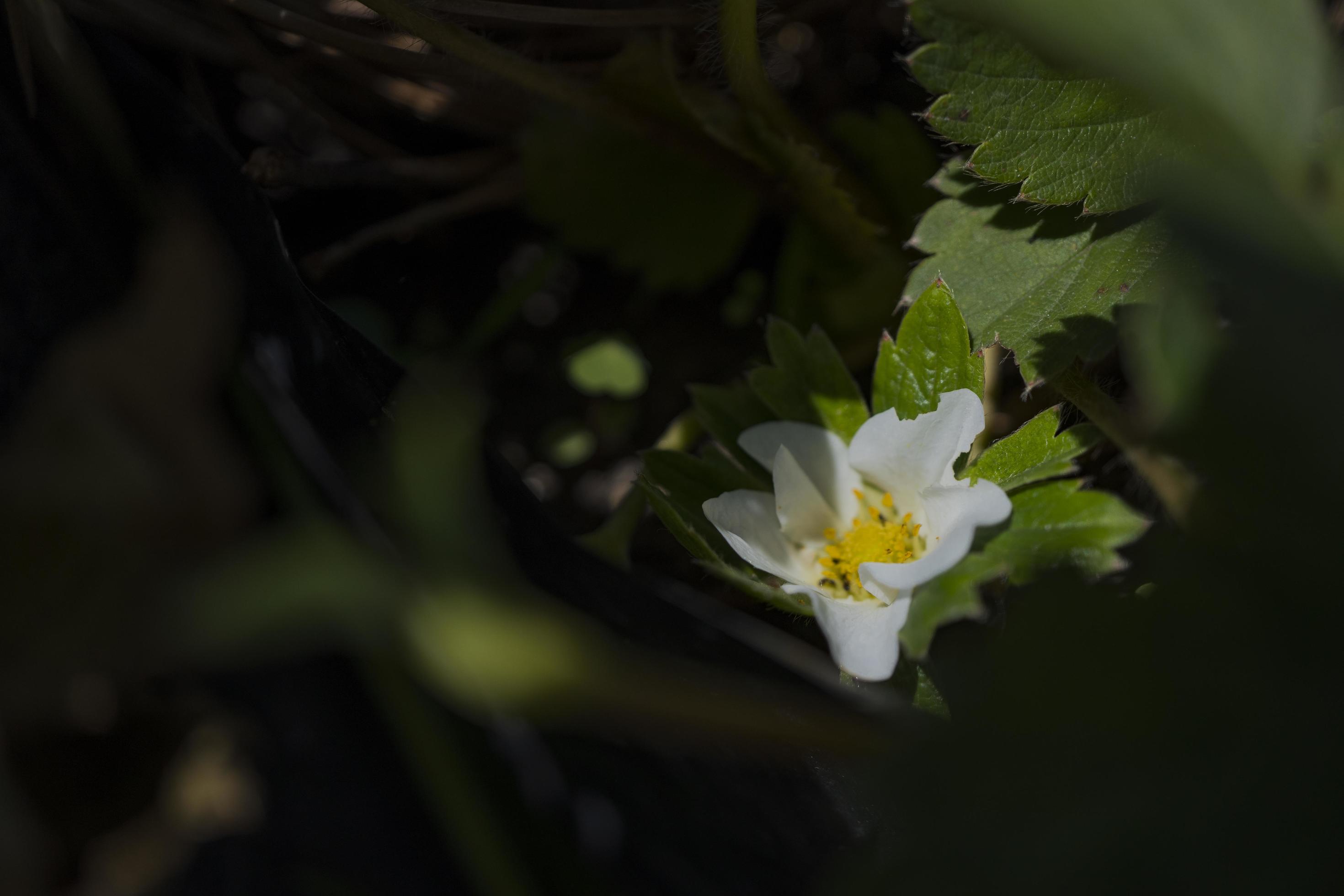 Close up photo white strawberry flower when spring season at the green garden. The photo is suitable to use for nature background and nature content media. Stock Free