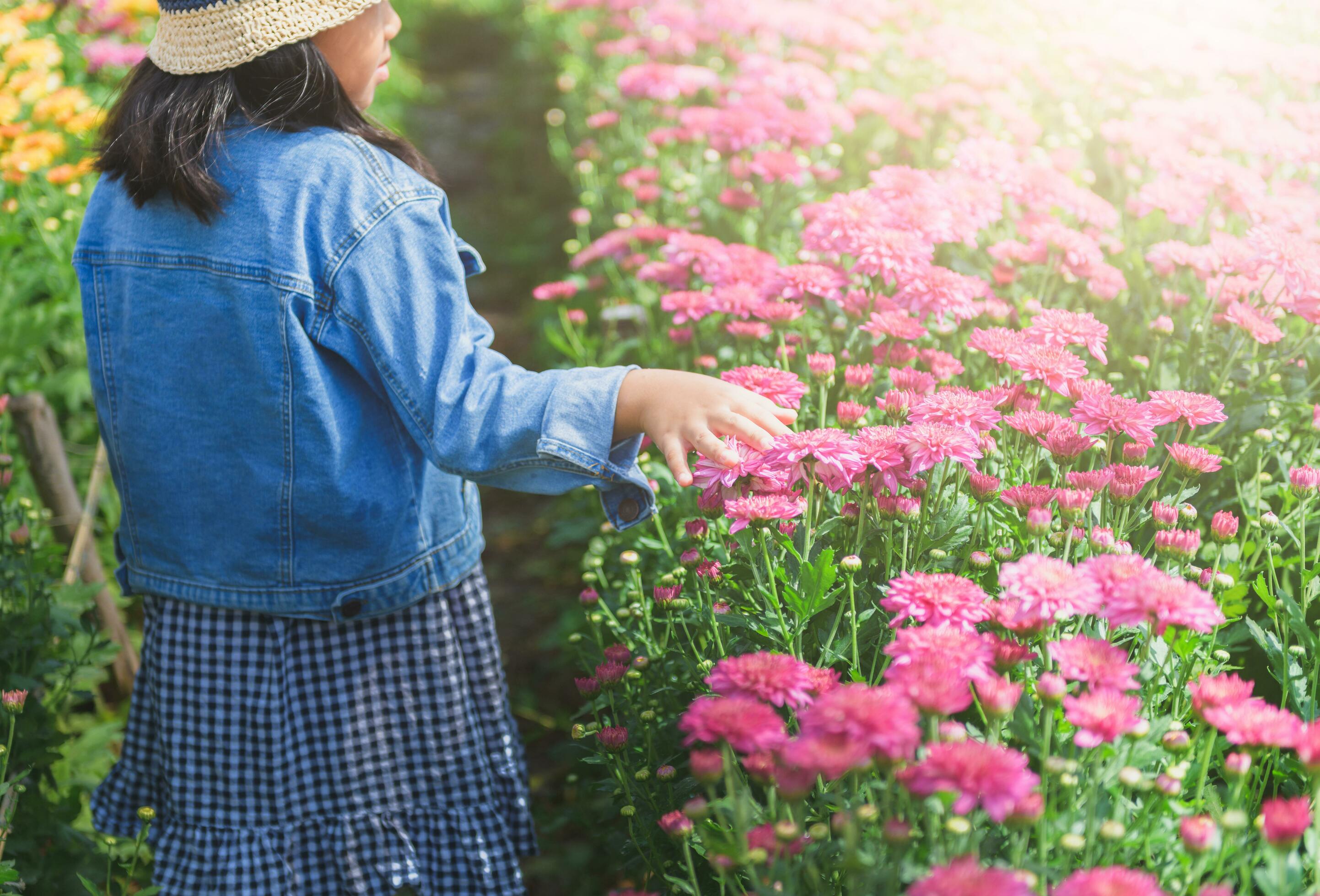 Little girl walking and touch on chrysanthemum flower Stock Free