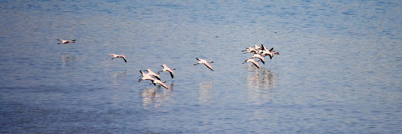 Beautiful Flamingos Stock Free