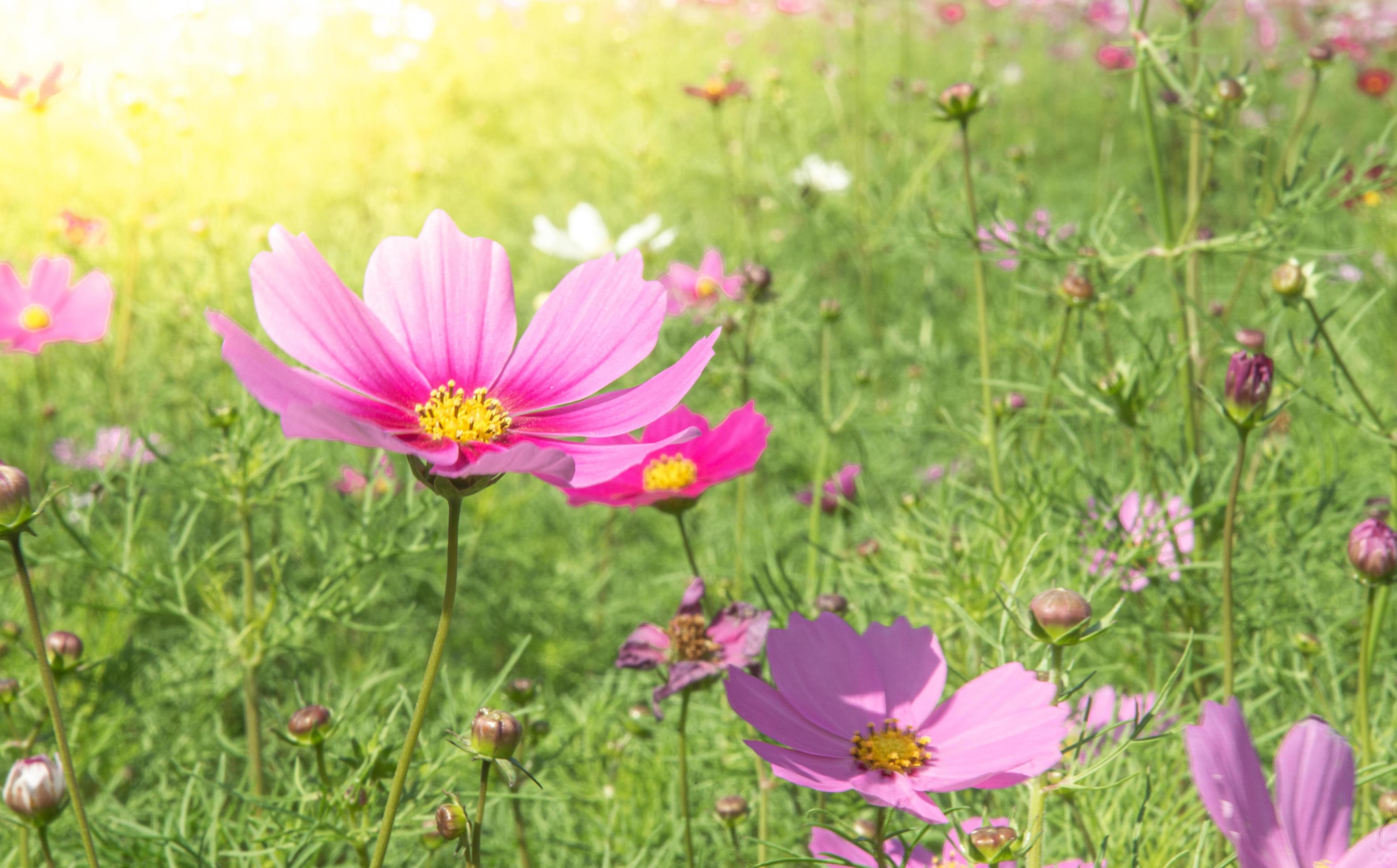 Sweet pink cosmos flowers Blooming outdoors, afternoon, sunny, in the botanical garden. copy space Stock Free