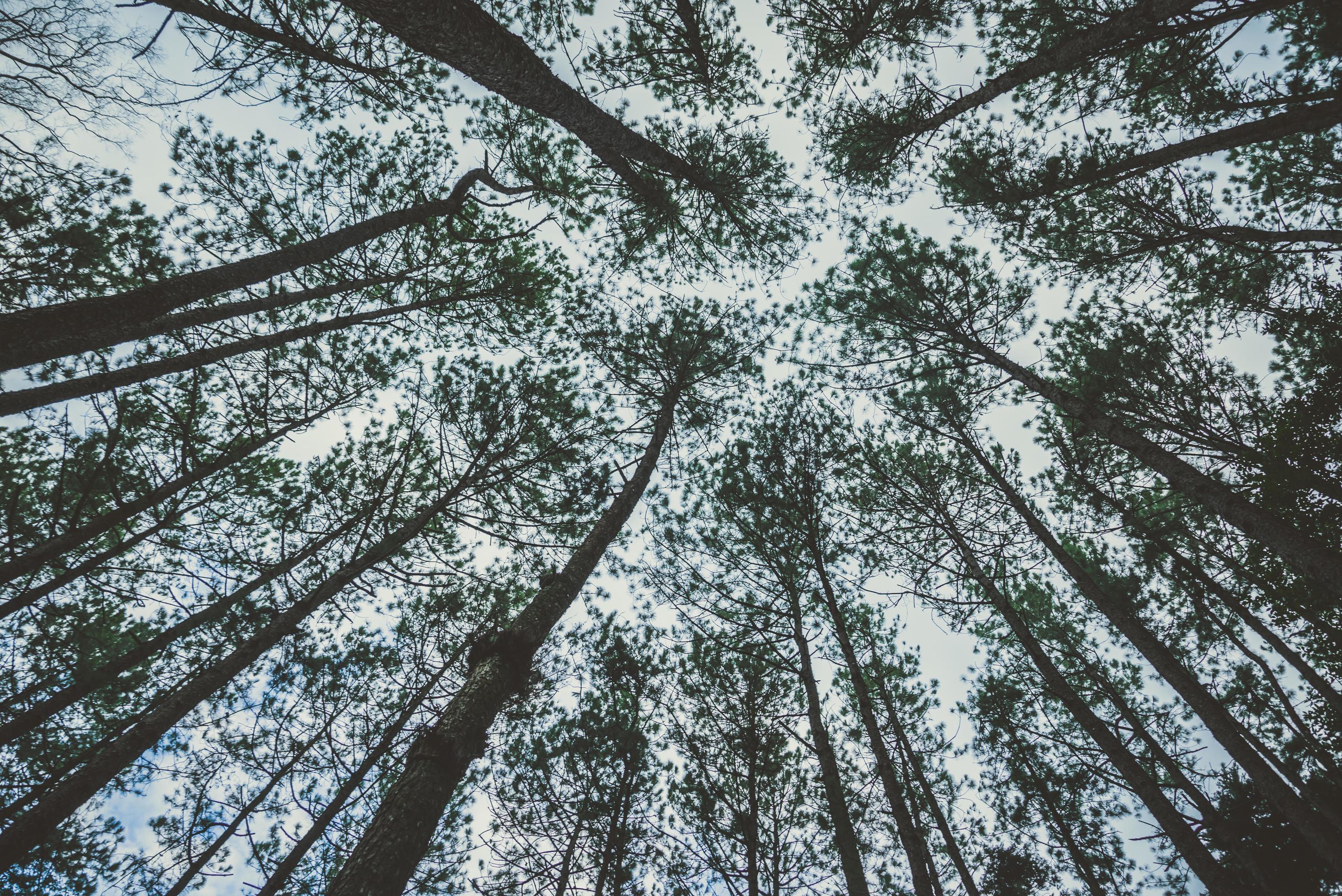 Background survive natural light shining through the trees in the woods, light shines through the trees. Stock Free