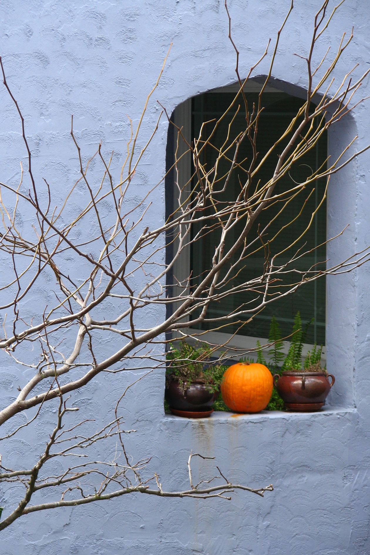 Blue wall with window and tree Stock Free