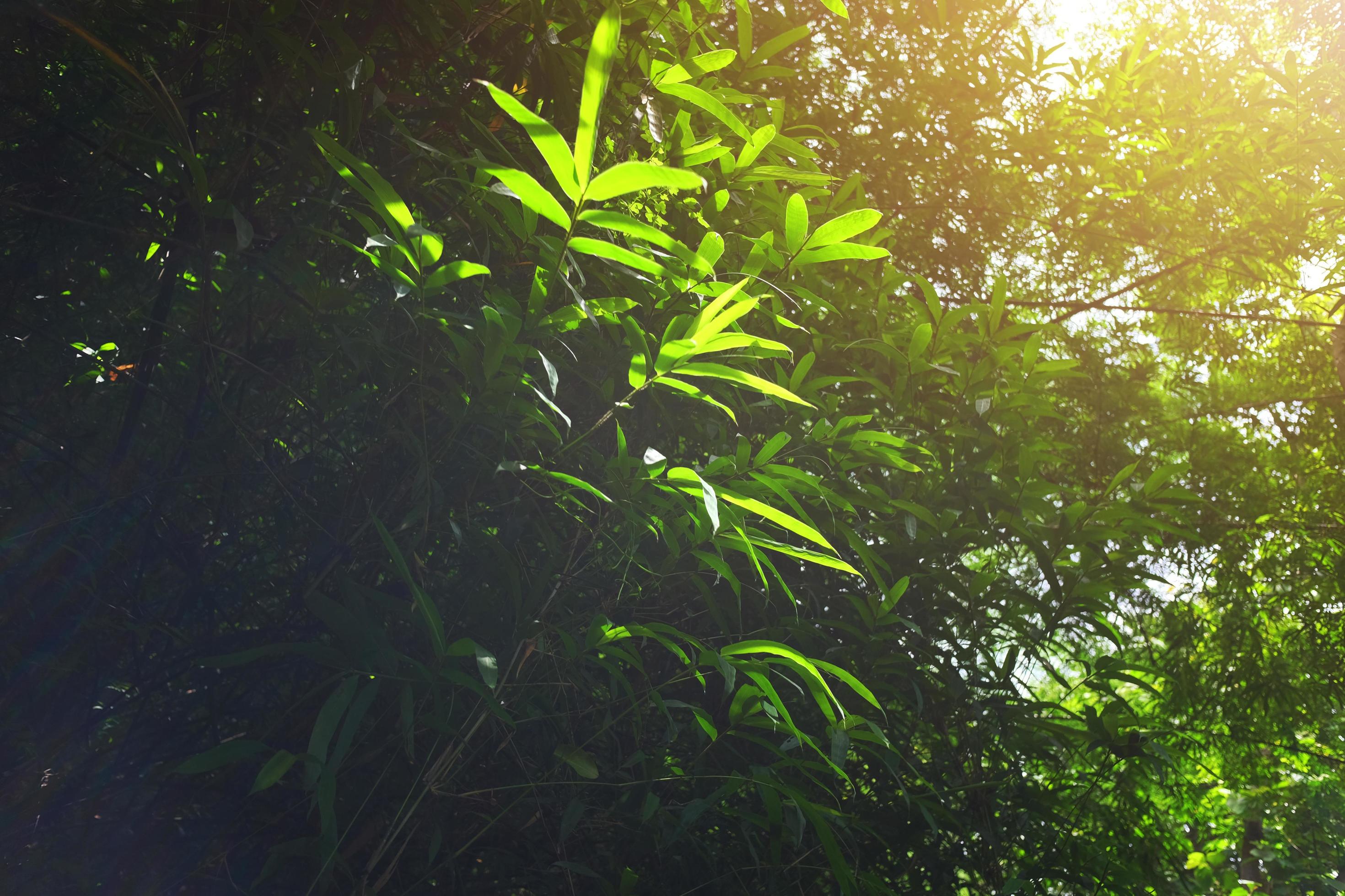 Green leave branchs in Back light and Beautiful sunlight natural in the jungle and forest Stock Free