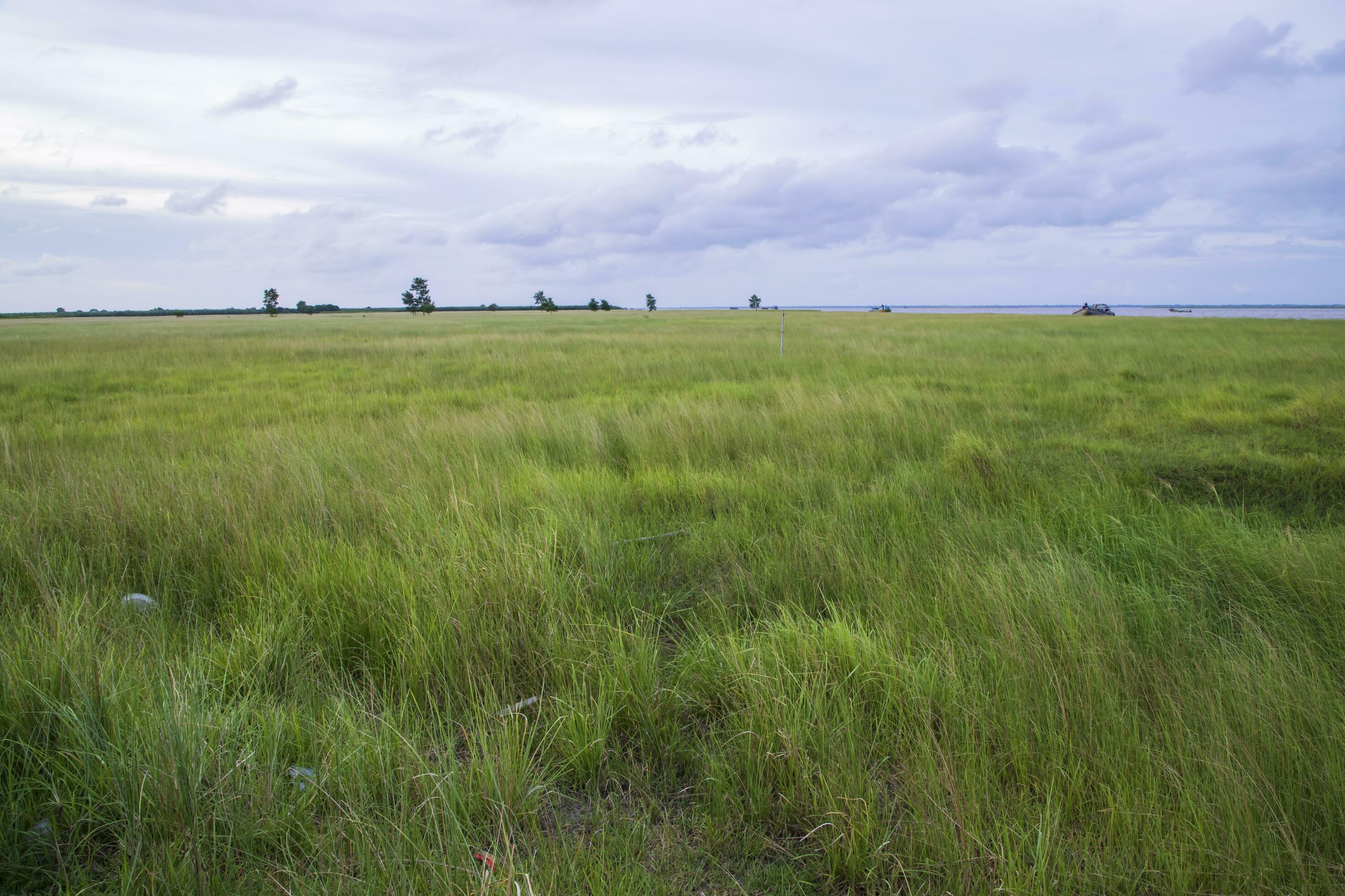 Natural Landscape view of green grass field with blue sky Stock Free