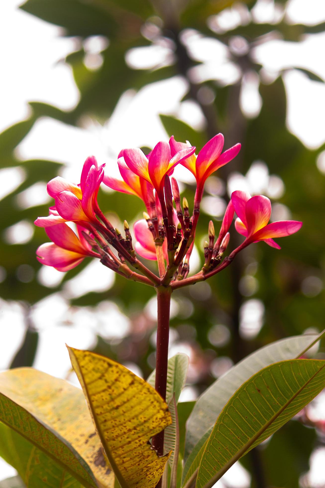 plumeria flower bloom in the garden Stock Free