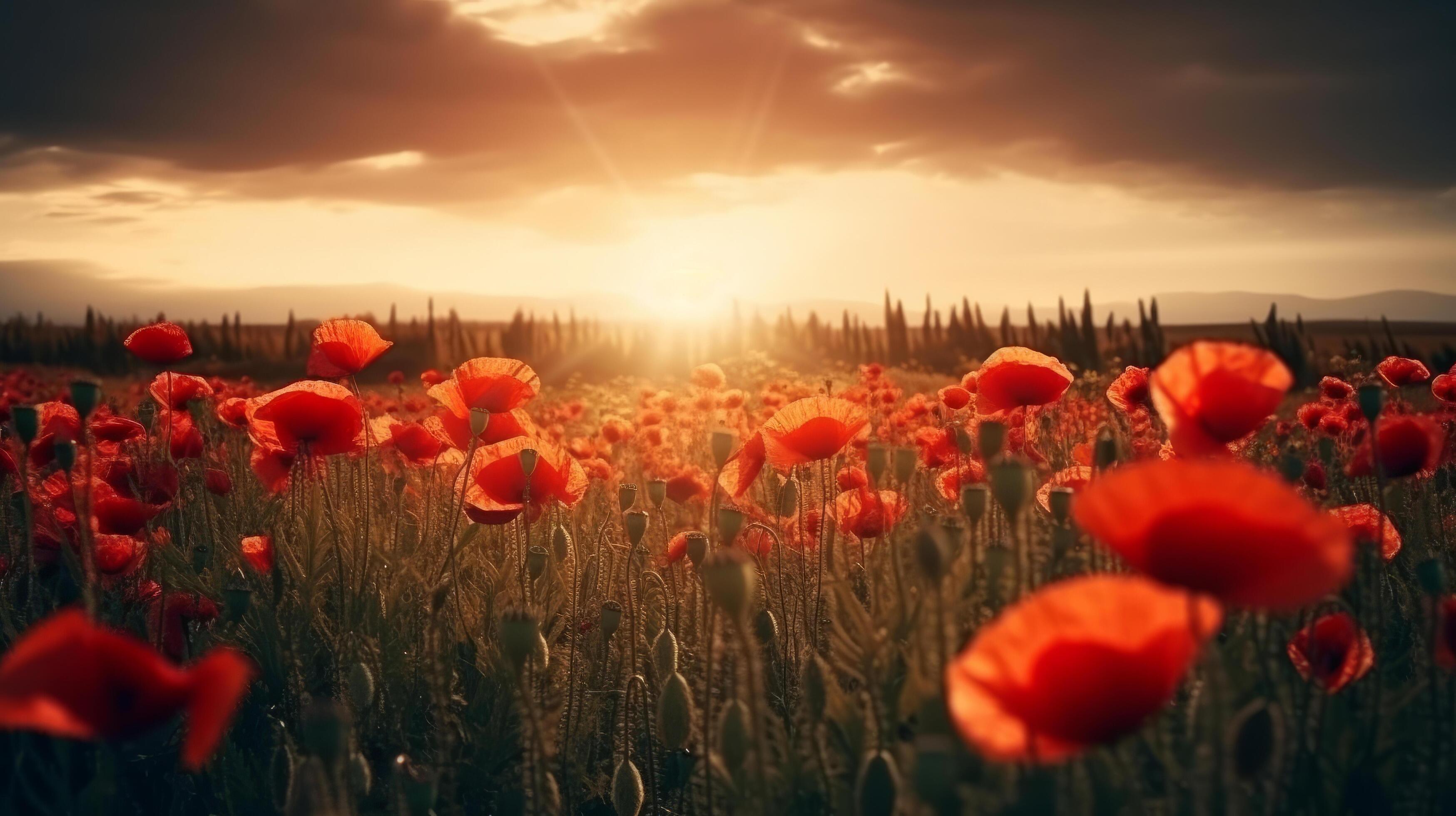 Poppy flower background for Anzac day. Illustration Stock Free