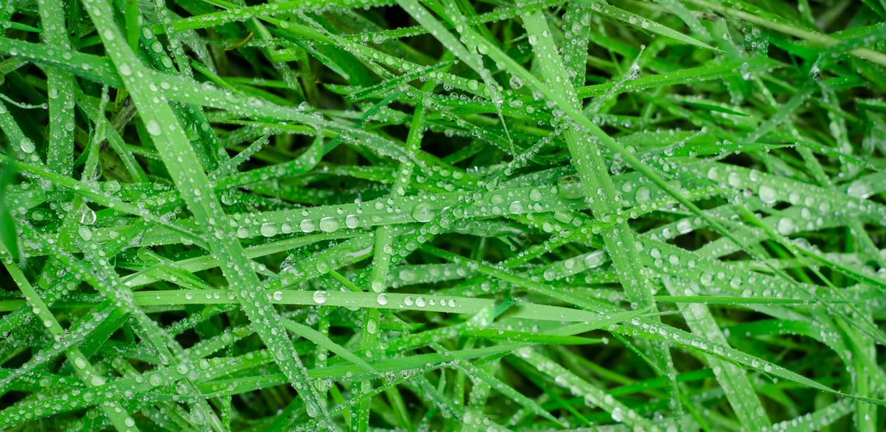 Wet grass Stock Free