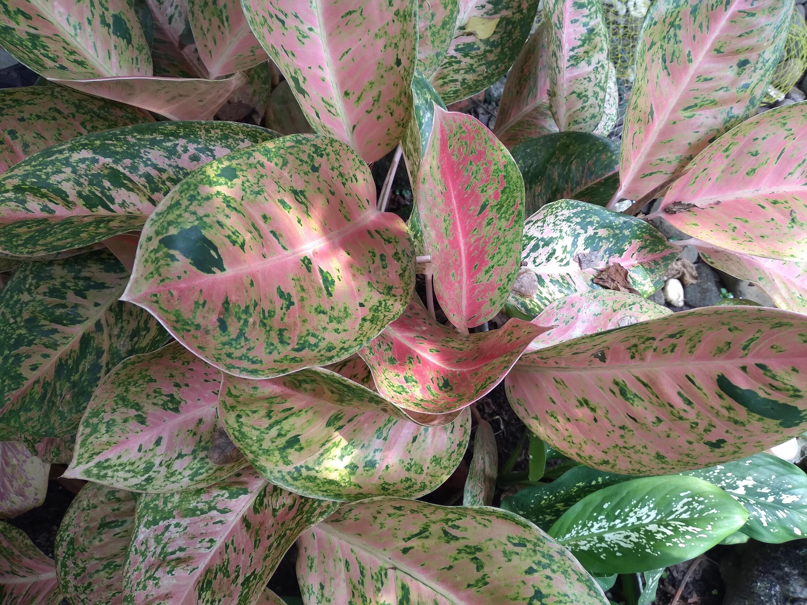 
									Aglaonema is a genus of flowering plants in the arum family, Araceae. Aglonema donacarmen. Aglonema dona karmen Stock Free