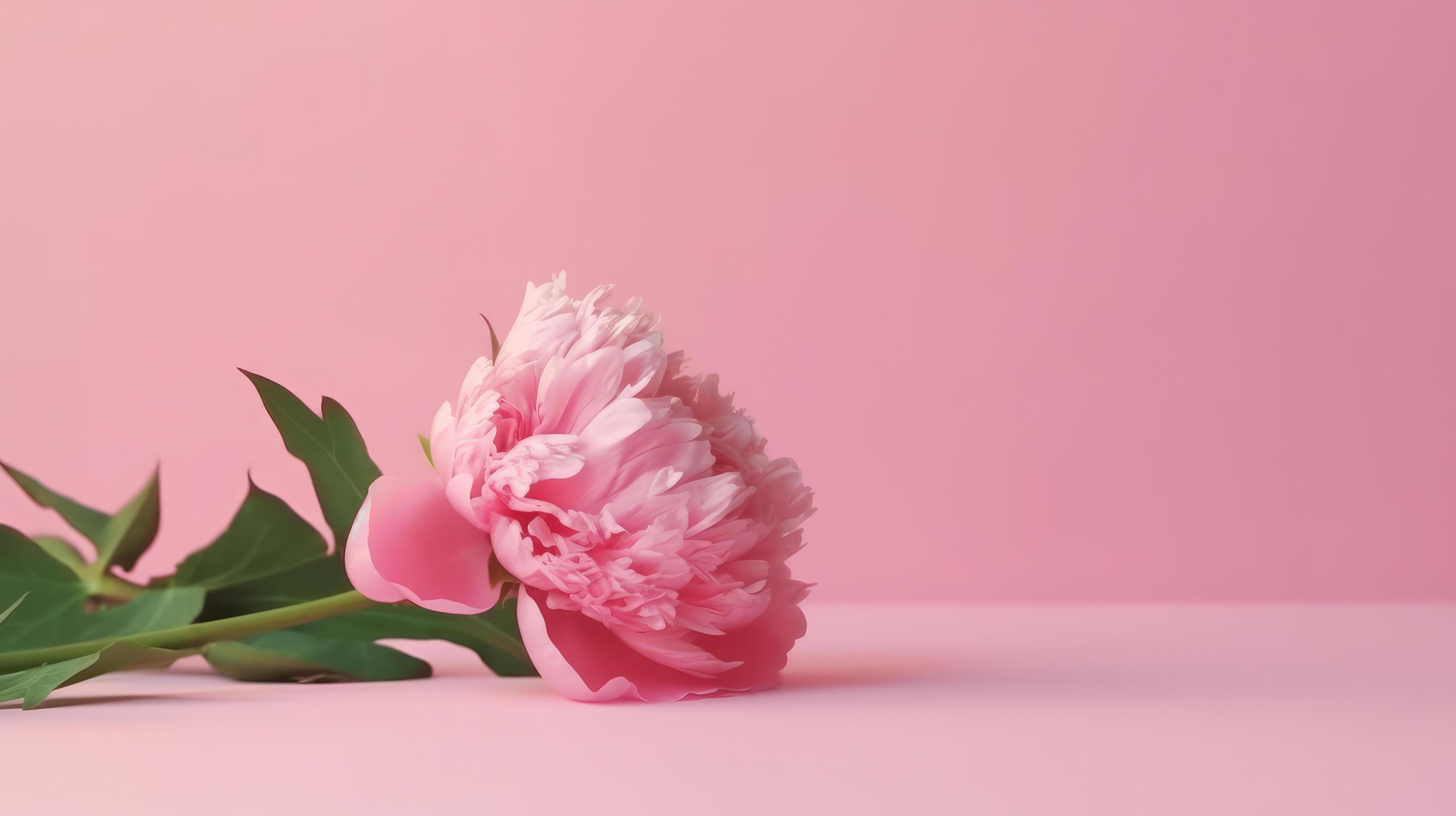 Pink peony flower. Illustration Stock Free