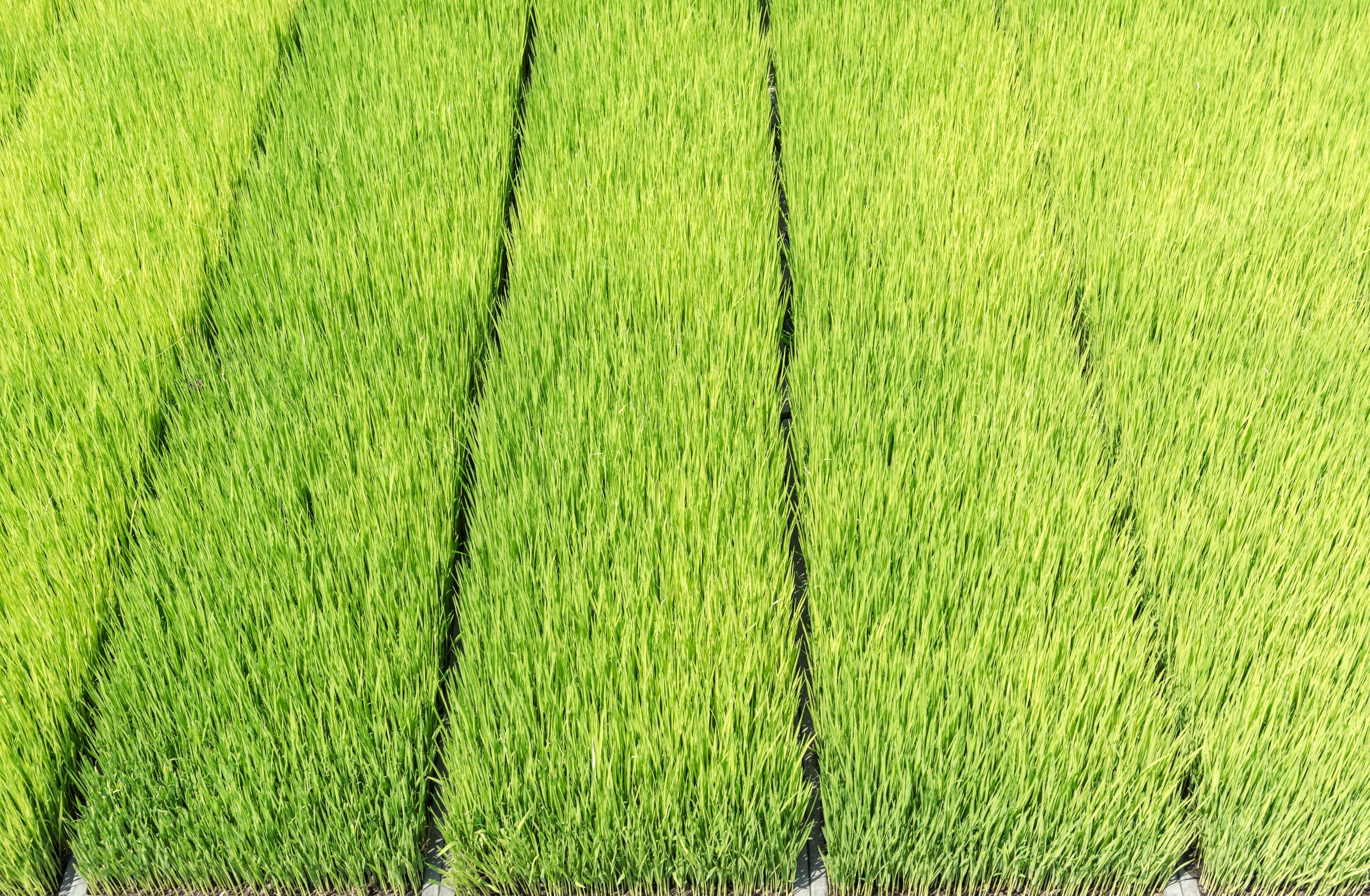 background of green rice sprouts on plastic tray Stock Free