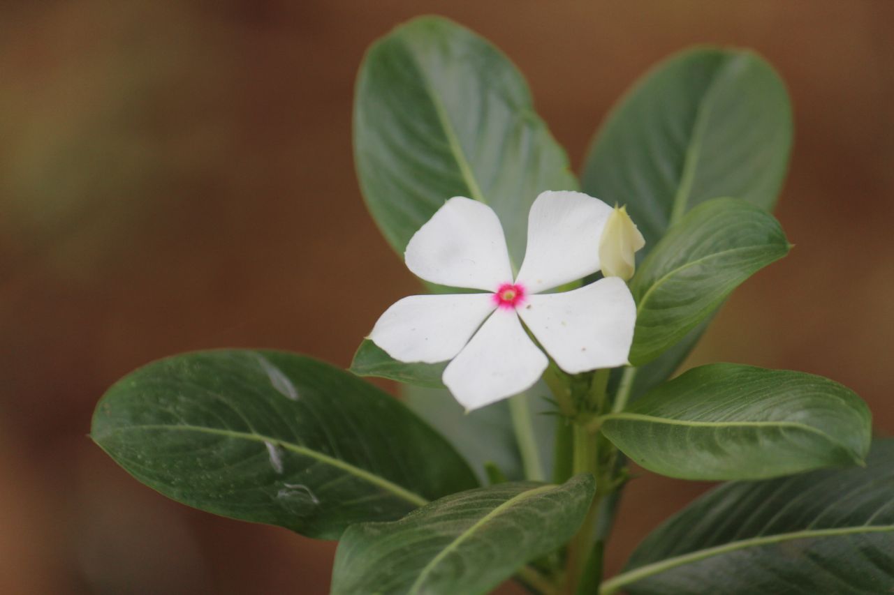 Single White Flower Stock Free