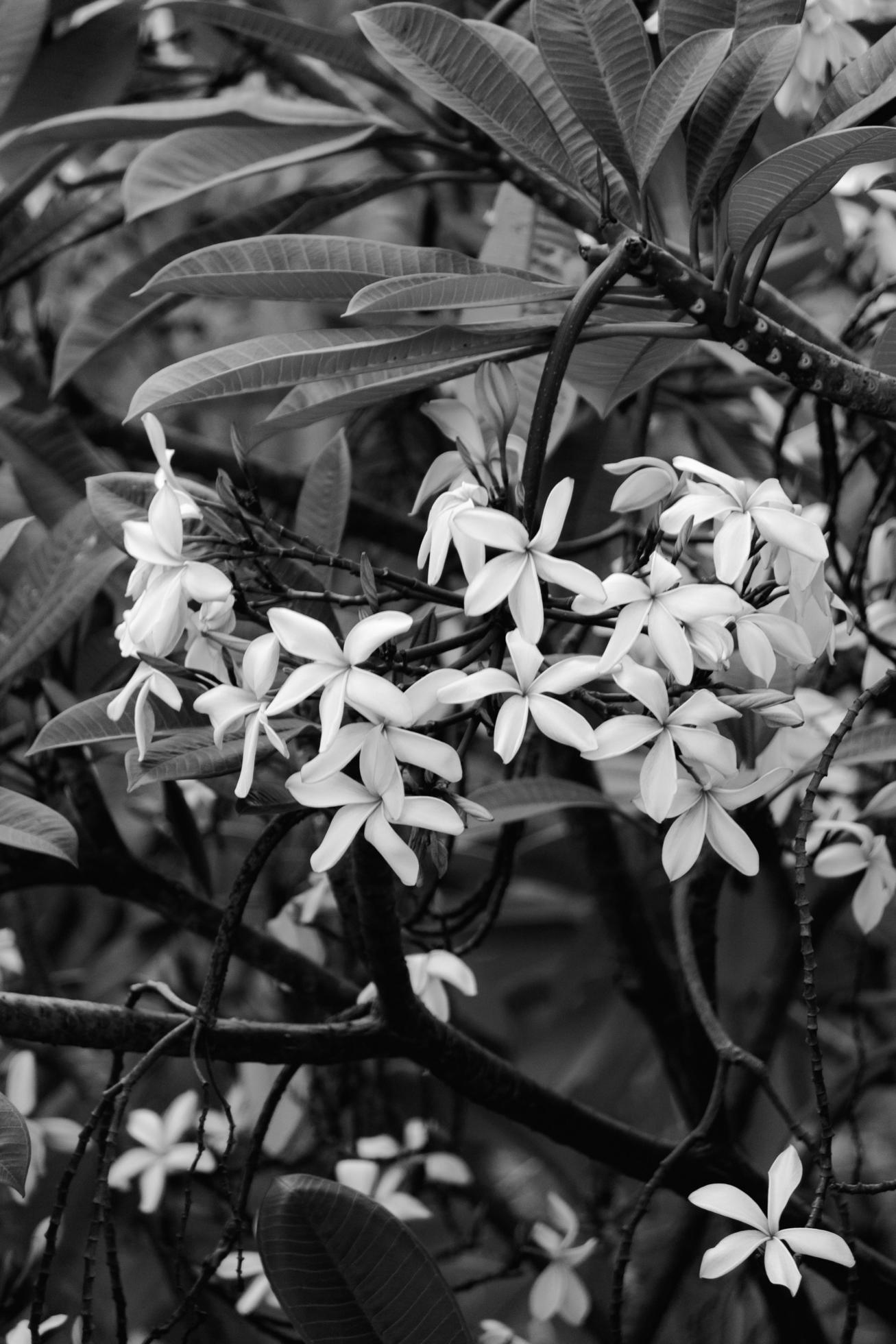 pulmeria flower in the garden Stock Free