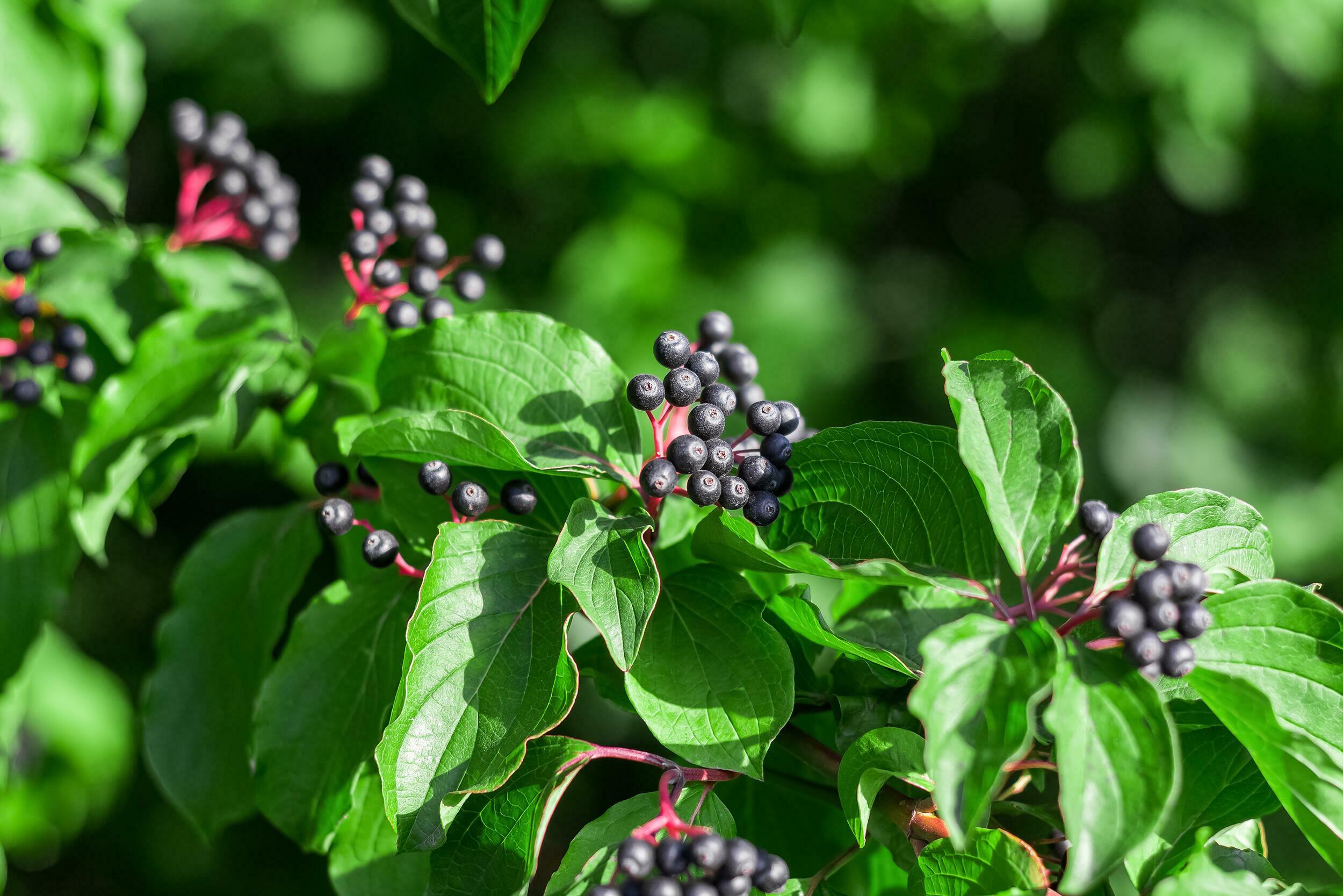 Cornus sanguinea is a perennial plant of the turf family. Ornamental shrub with black inedible berries. Image with space for text Stock Free