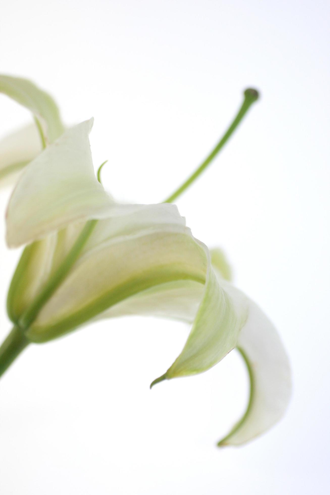 Beautiful lily flower on white background Stock Free