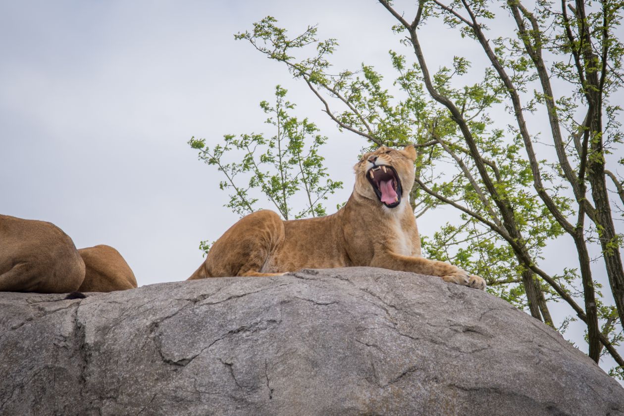 Lion on a rock Stock Free