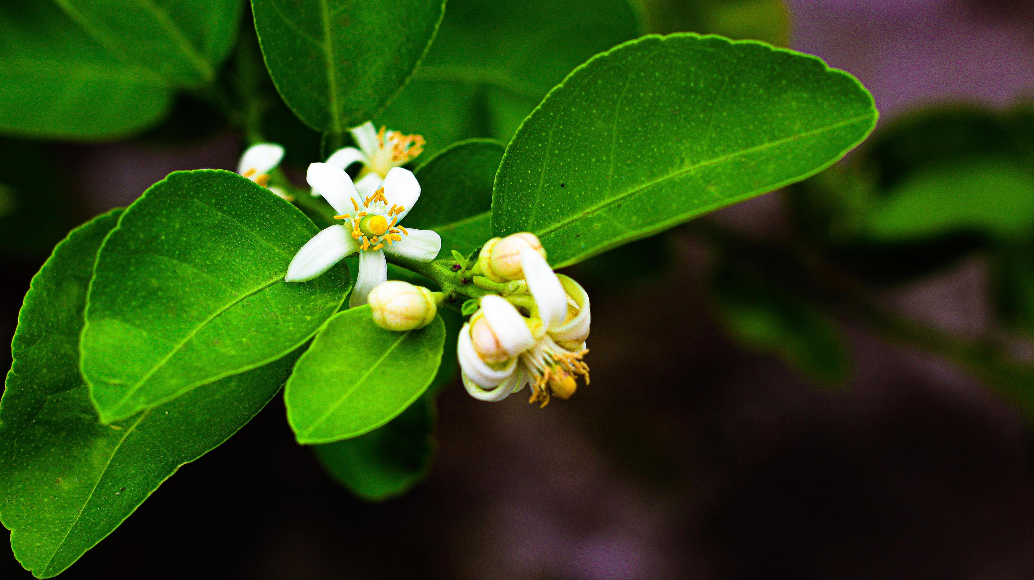 Green Lemon Flower Stock Free