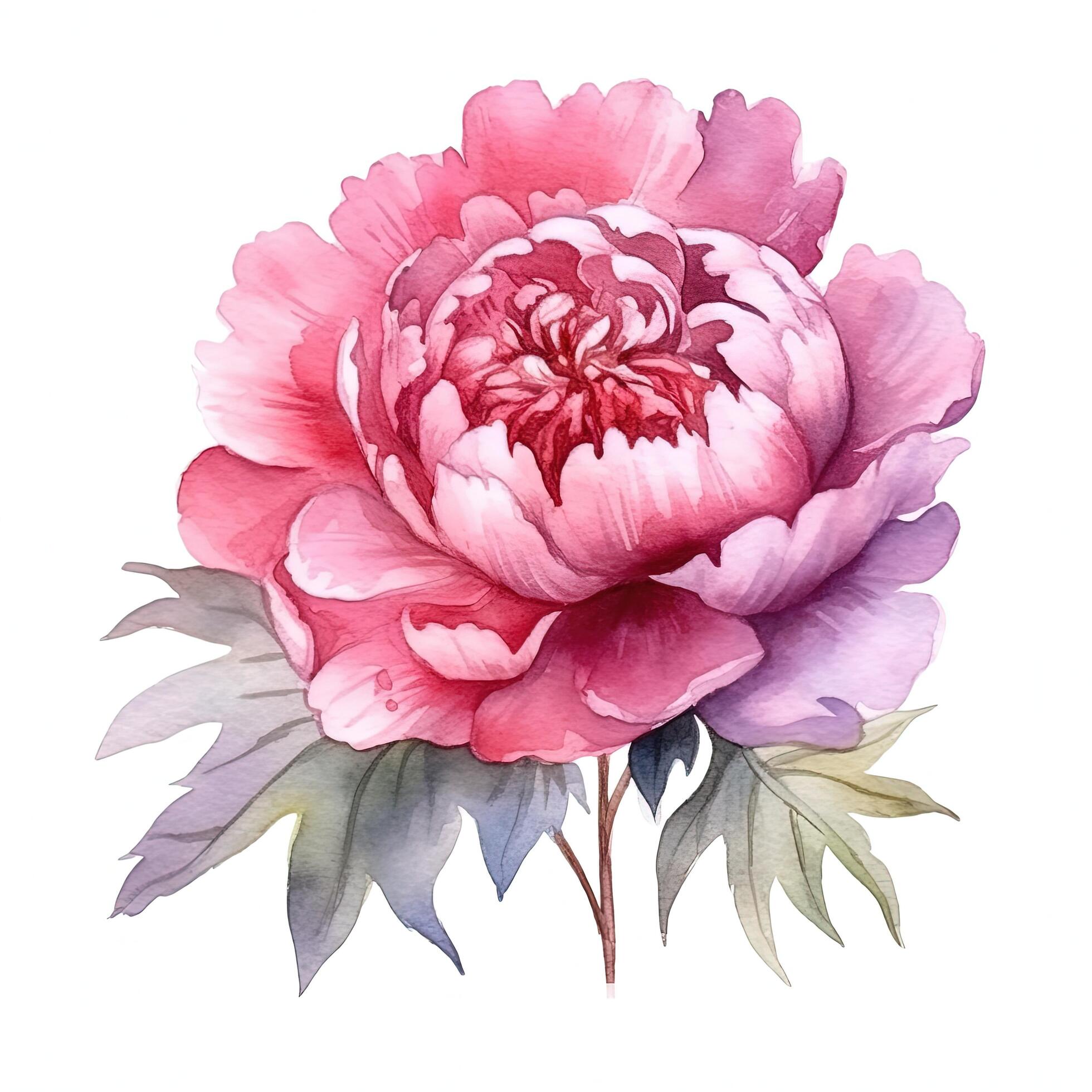 Watercolor beautiful peony flower. Illustration Stock Free