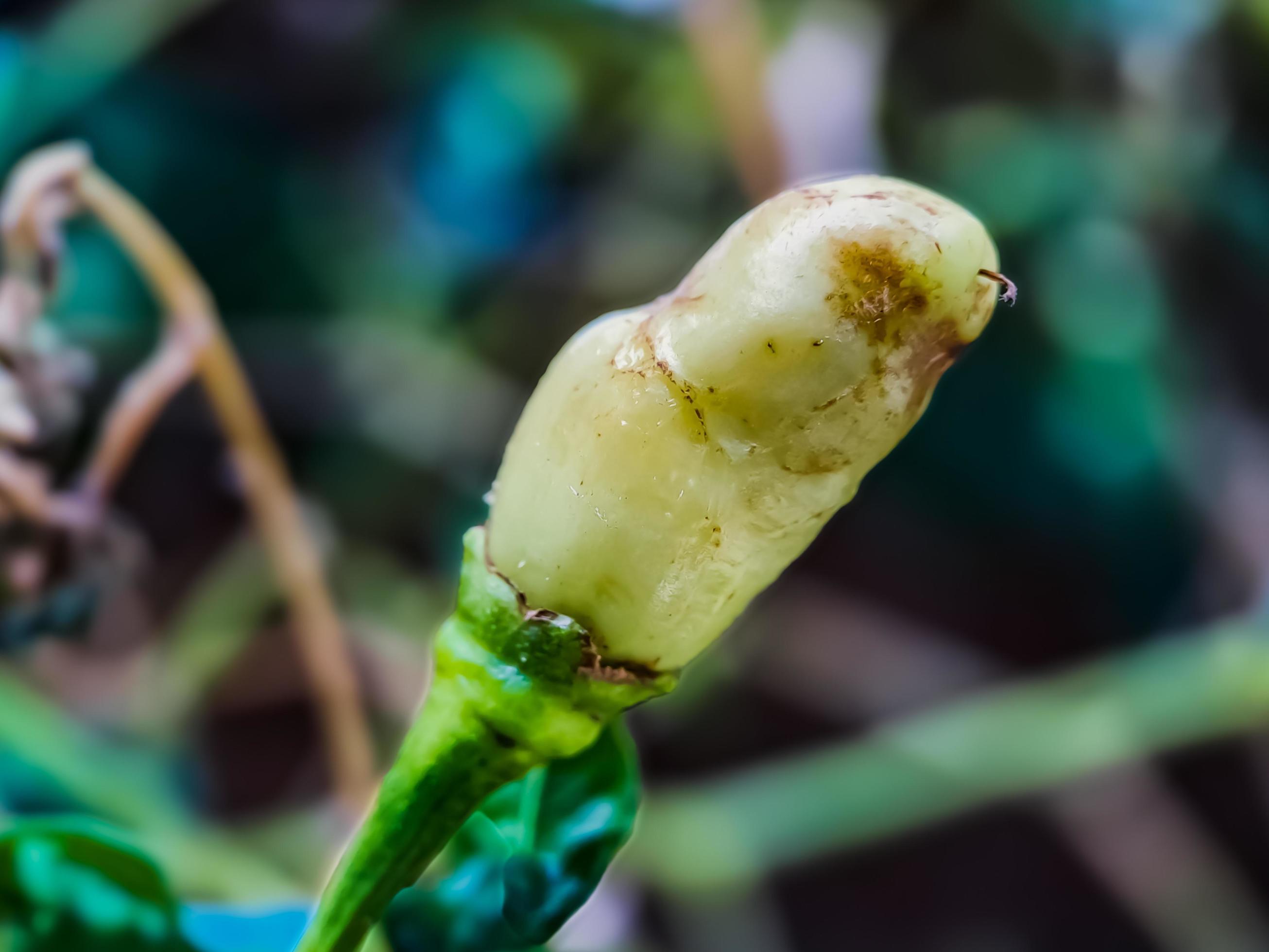 Little red cayenne pepper on organic garden farm. plants that are food and plants Stock Free