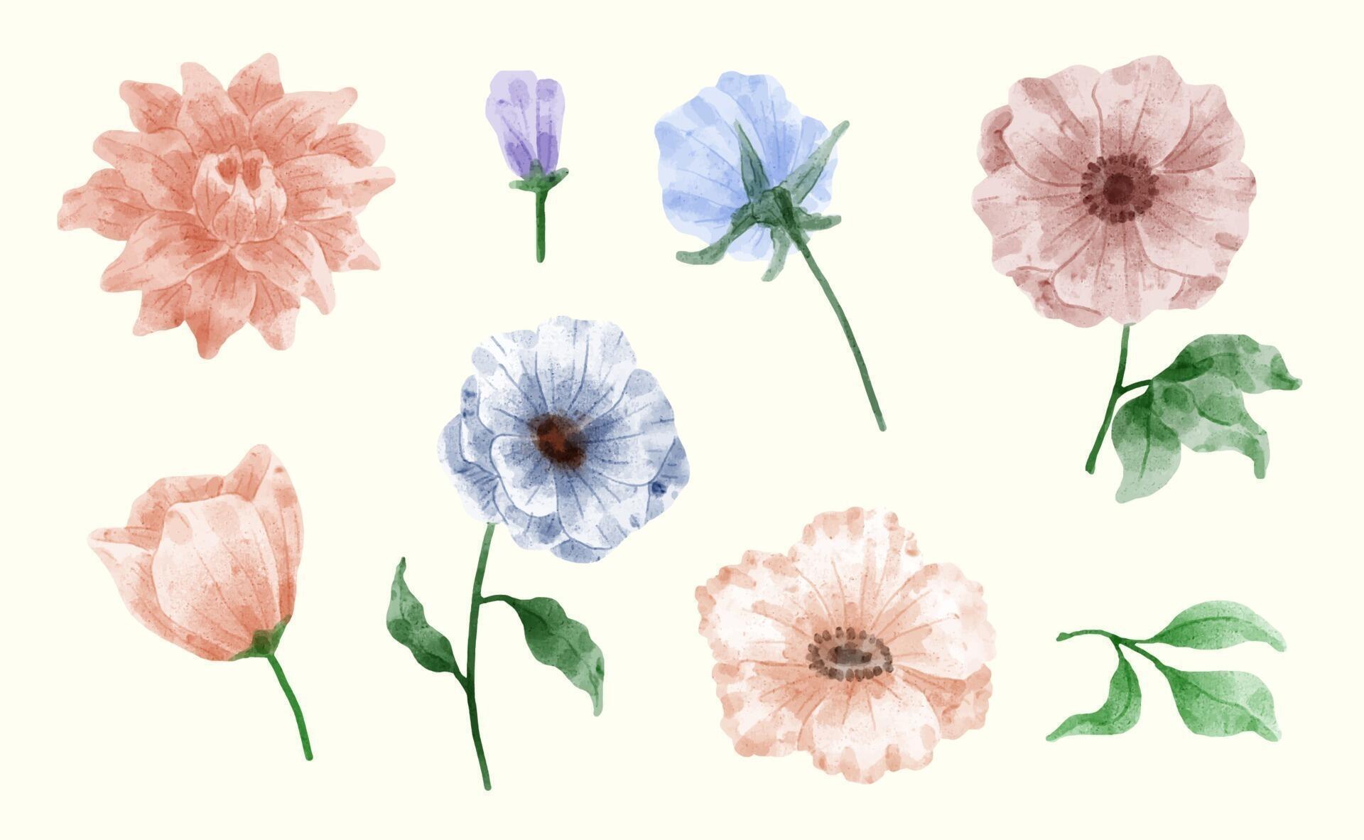 A set of flowers painted in watercolor for designer work create Stock Free