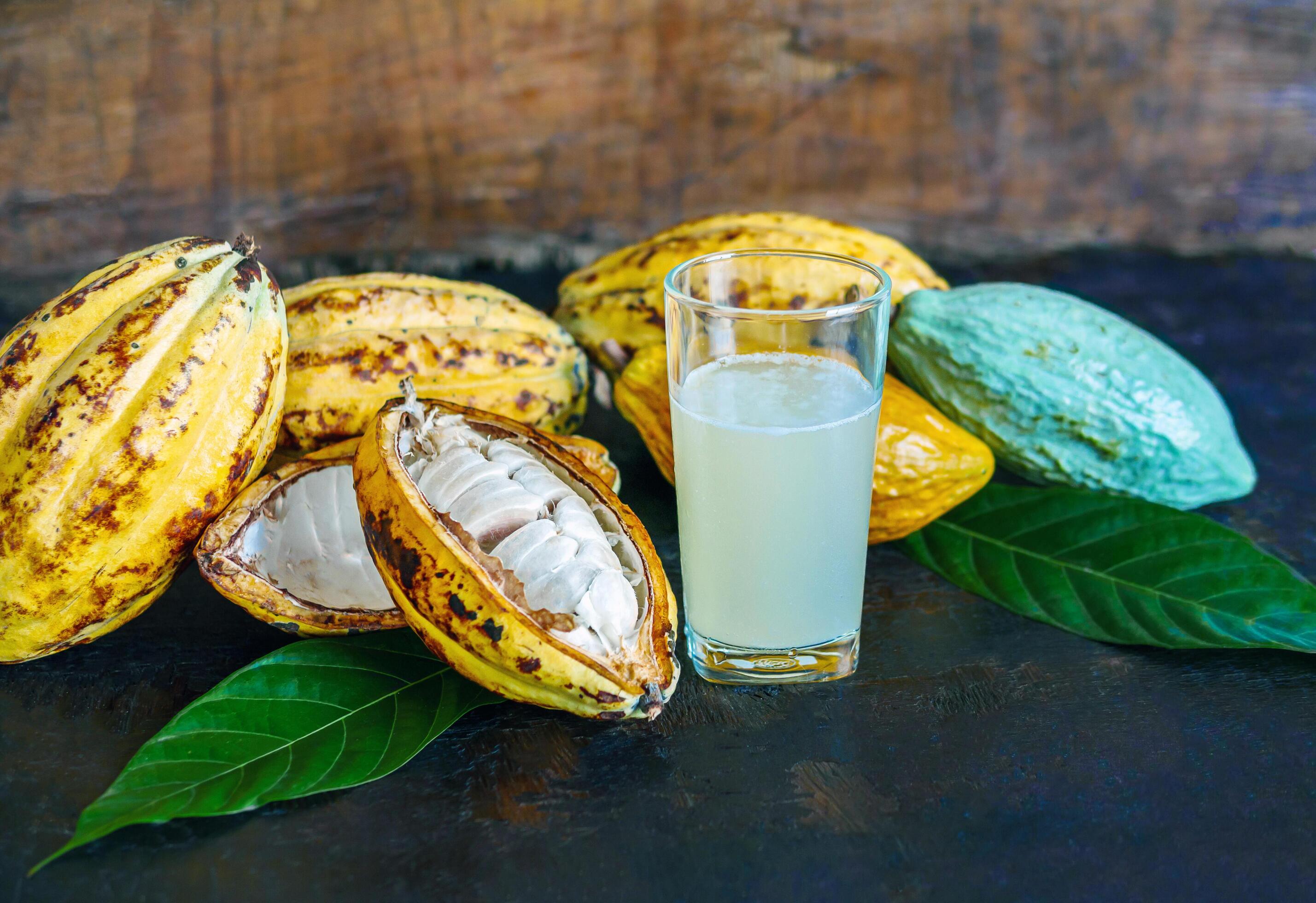 Fresh cacao water in glass and half sliced ripe yellow cacao pod with white cocoa seed, Cacao juice in glass on vintage wooden background Stock Free