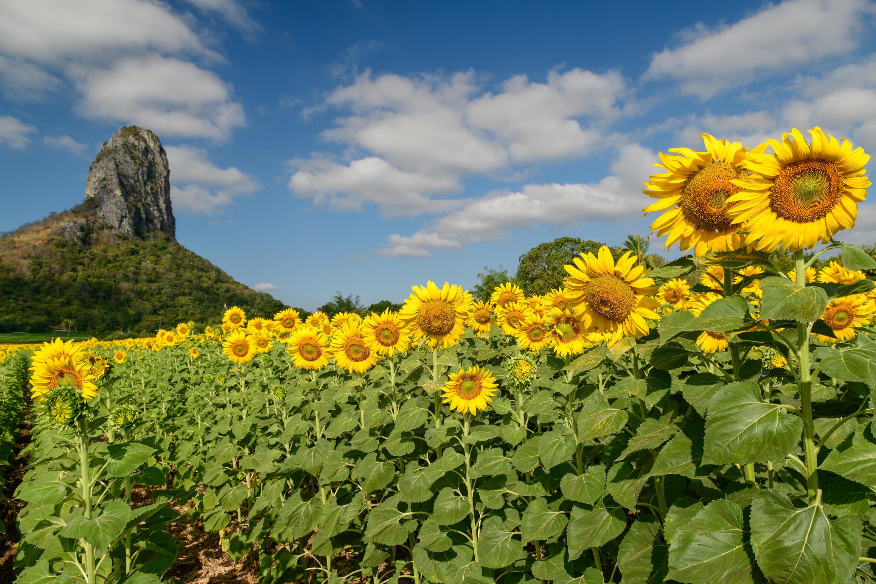 Sunflowers is blooming in the sunflower field with big mountain and blue sky Stock Free