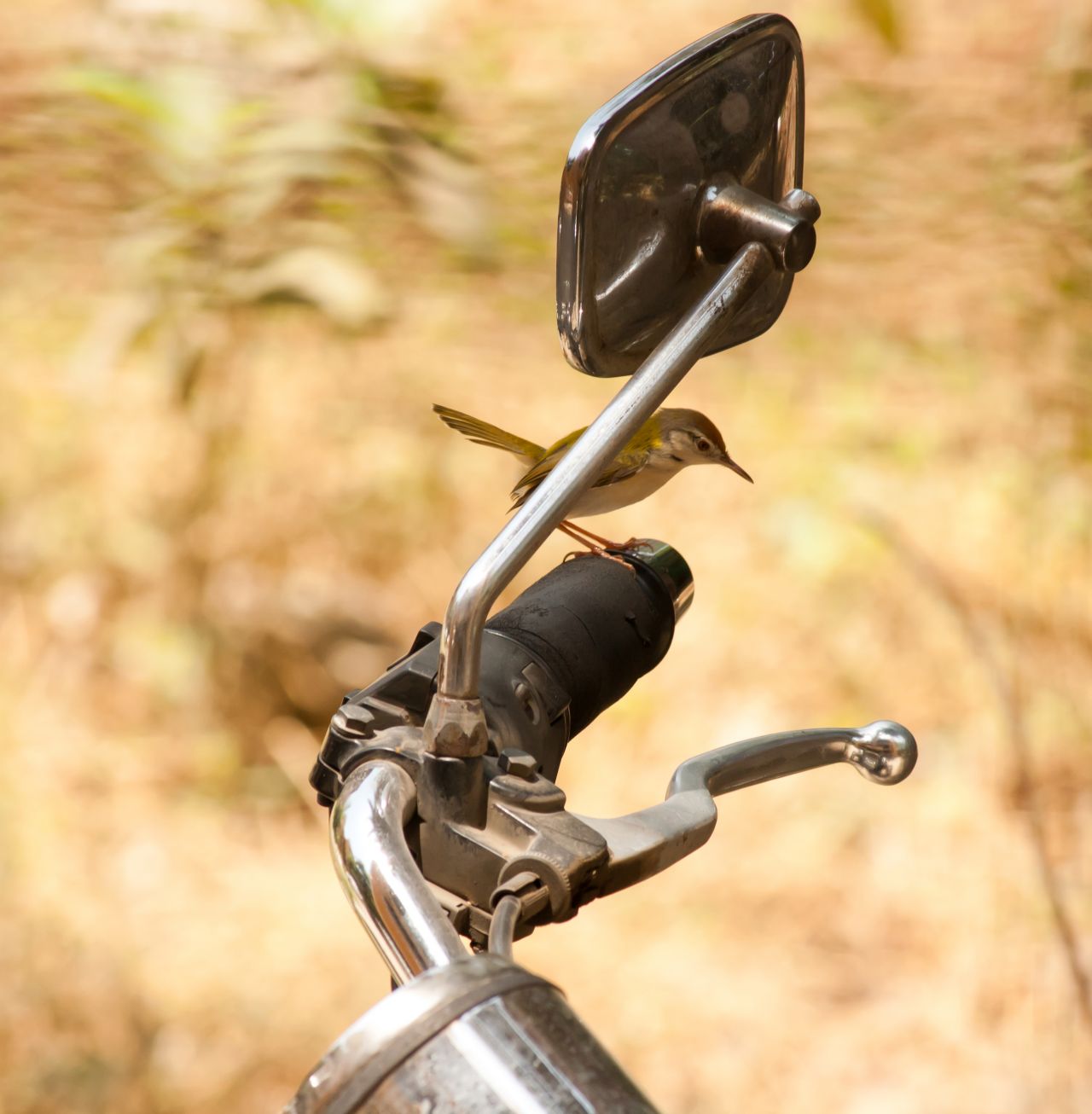 Bird On A Bike Stock Free