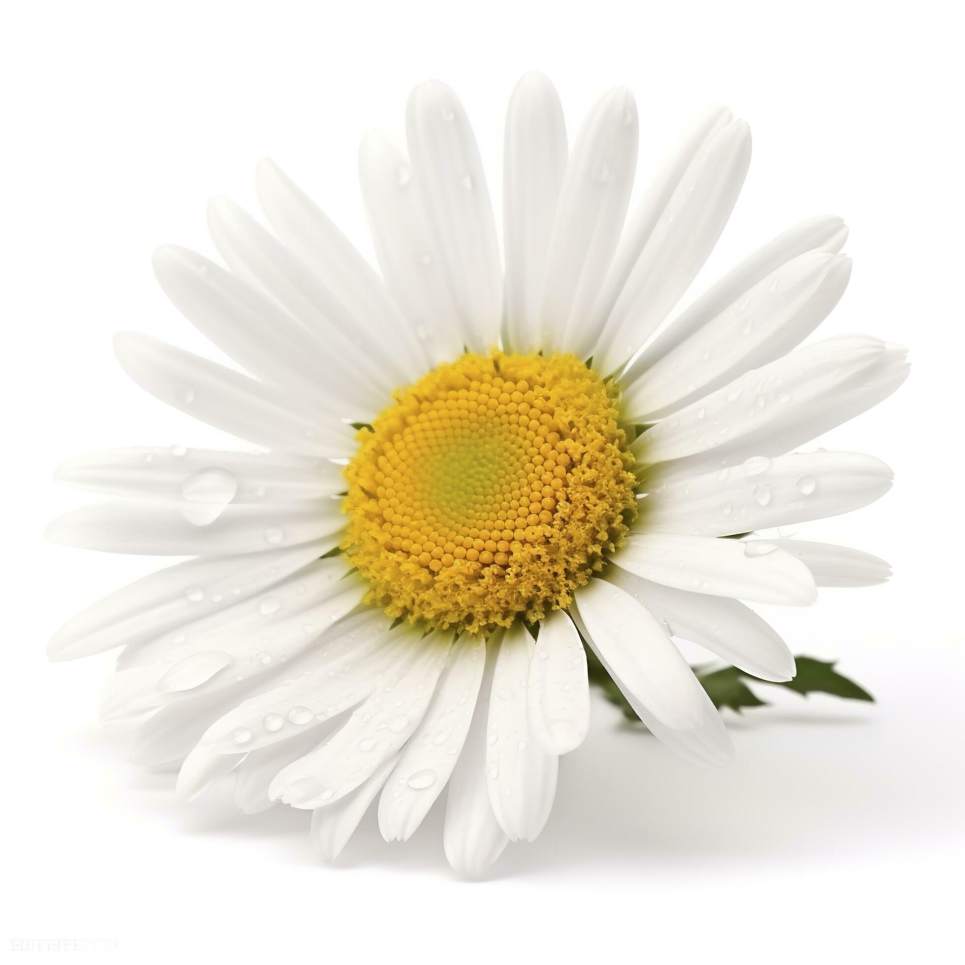 Daisy flower isolated on white background as package design element, generate ai Stock Free